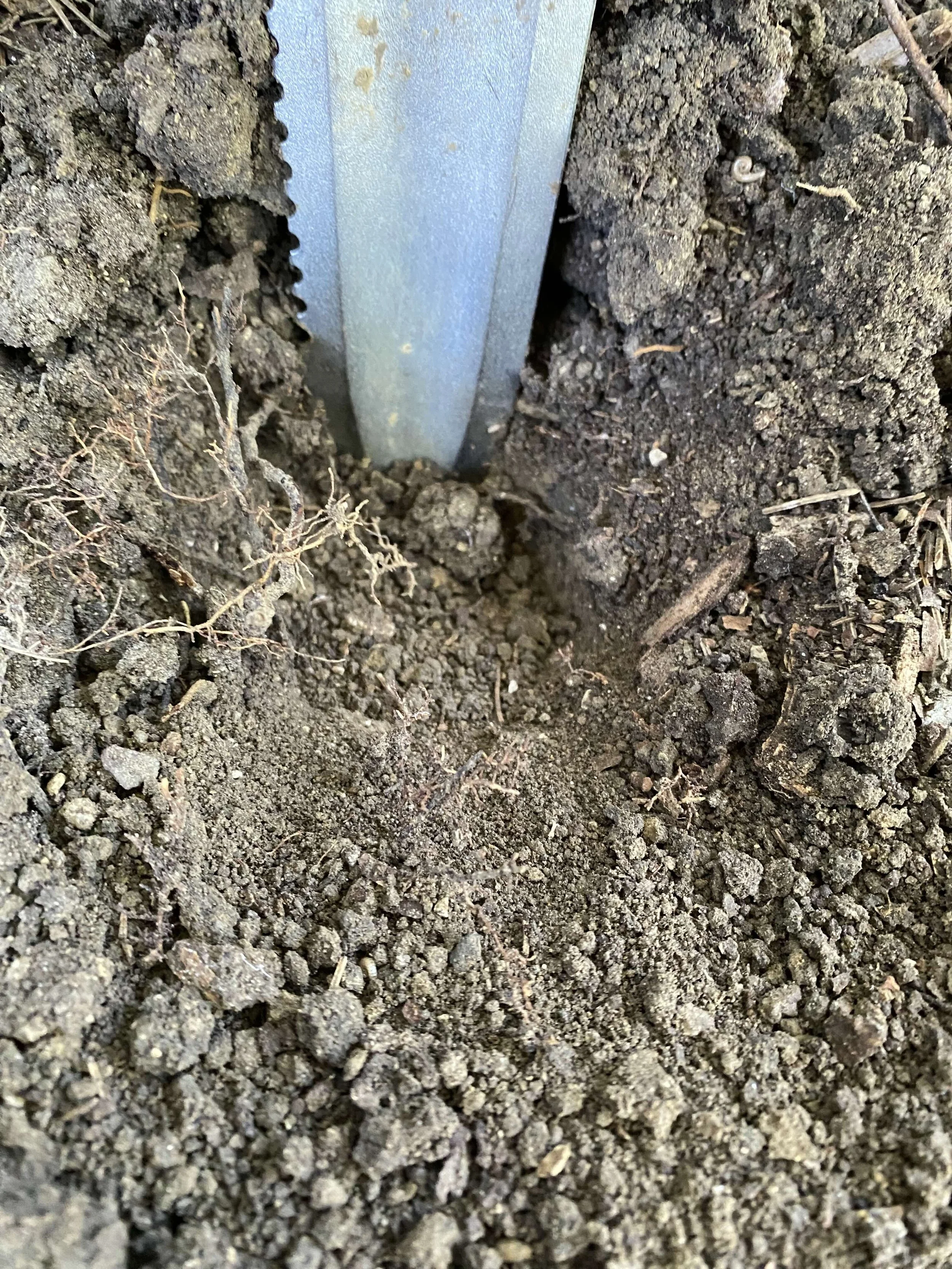 ...soil is dry 2-3 inches below surface, time to water!