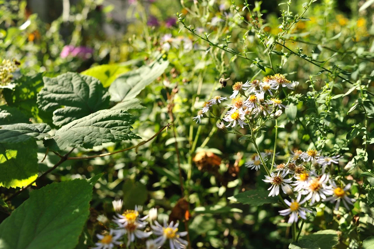 What is biodiversity and why should we care about it?