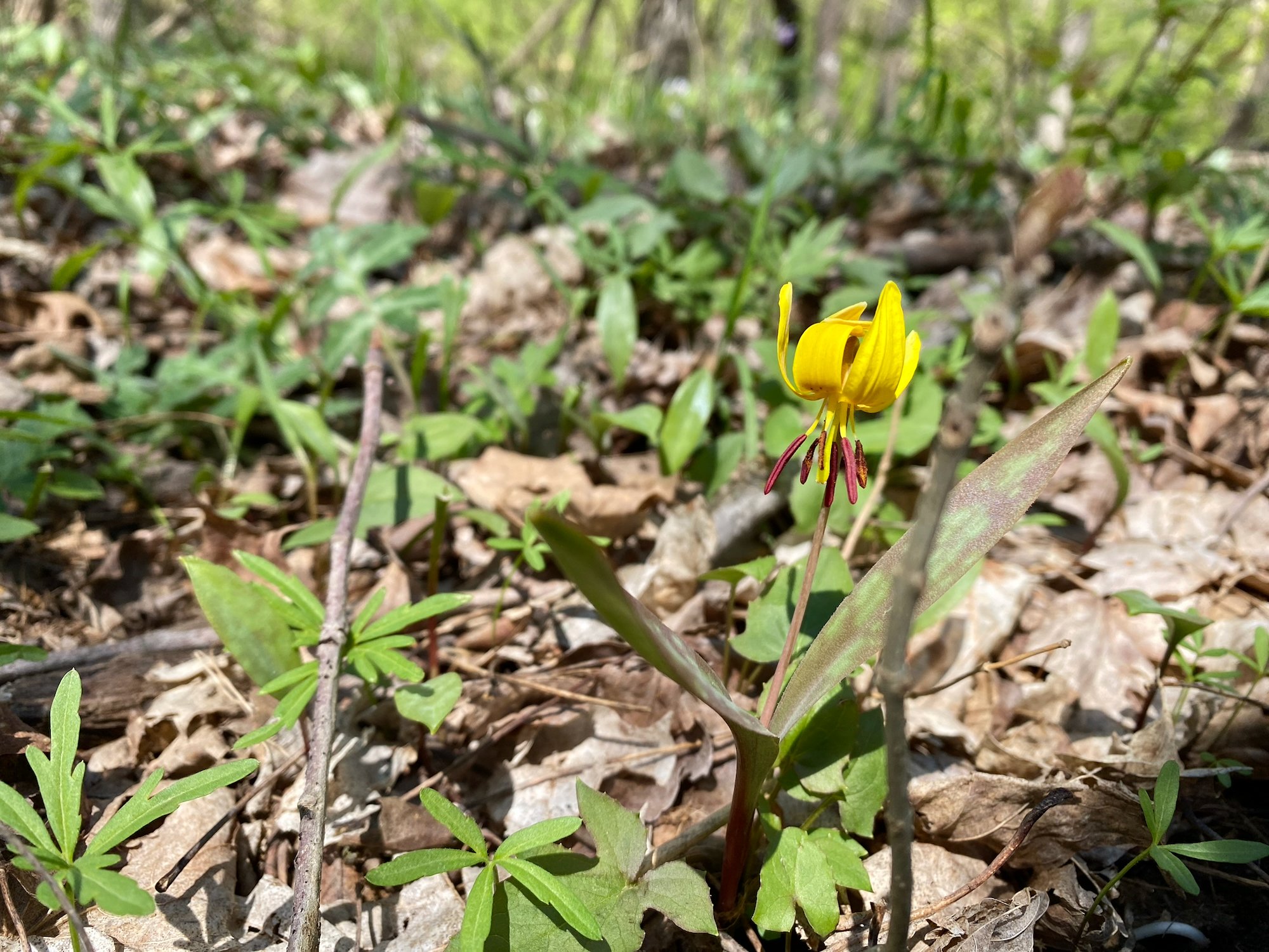 Spring Garden Cleanup for Supporting Wildlife