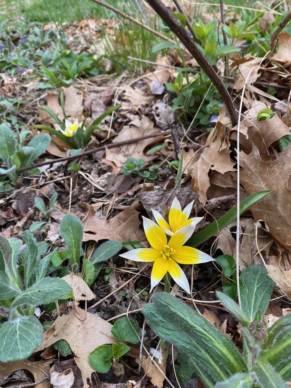 Spring Bulbs: A Gift for Your Future Self