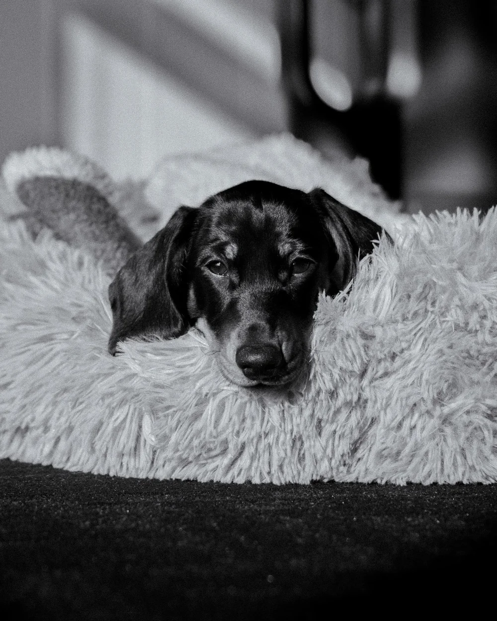 Beans, the Boxcrib office dog, again