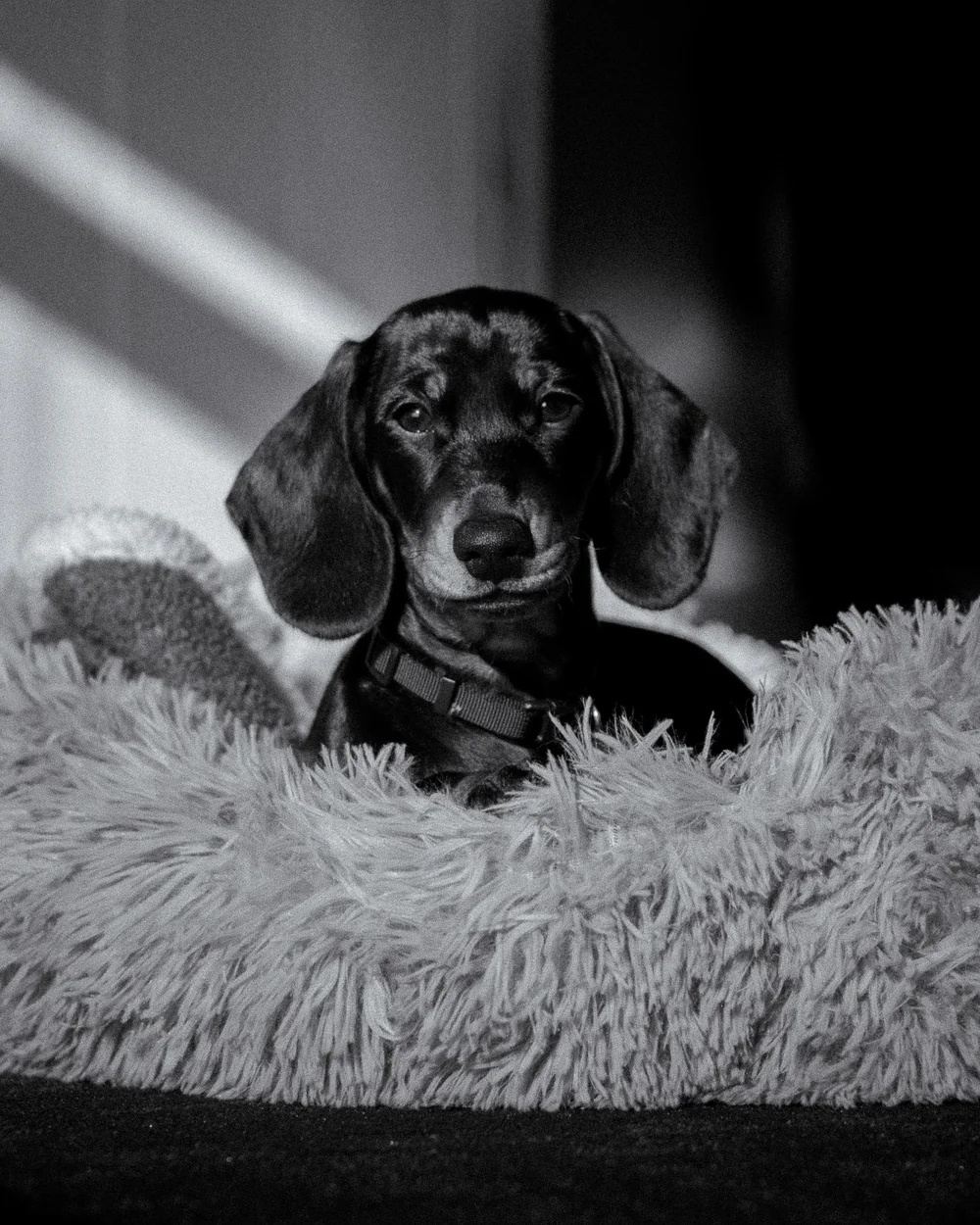 Beans, the Boxcrib office dog