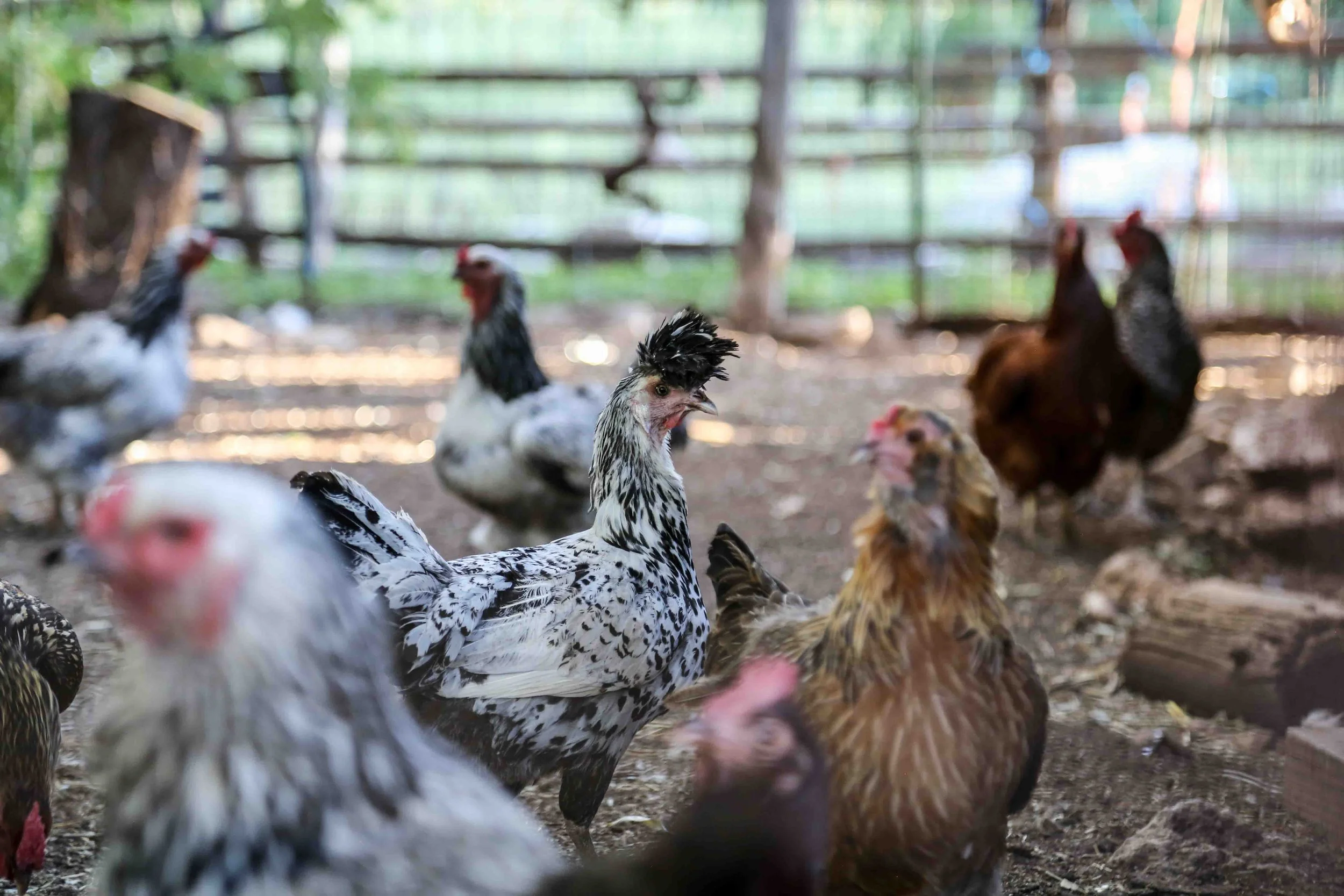 Melissahof Farm Tour