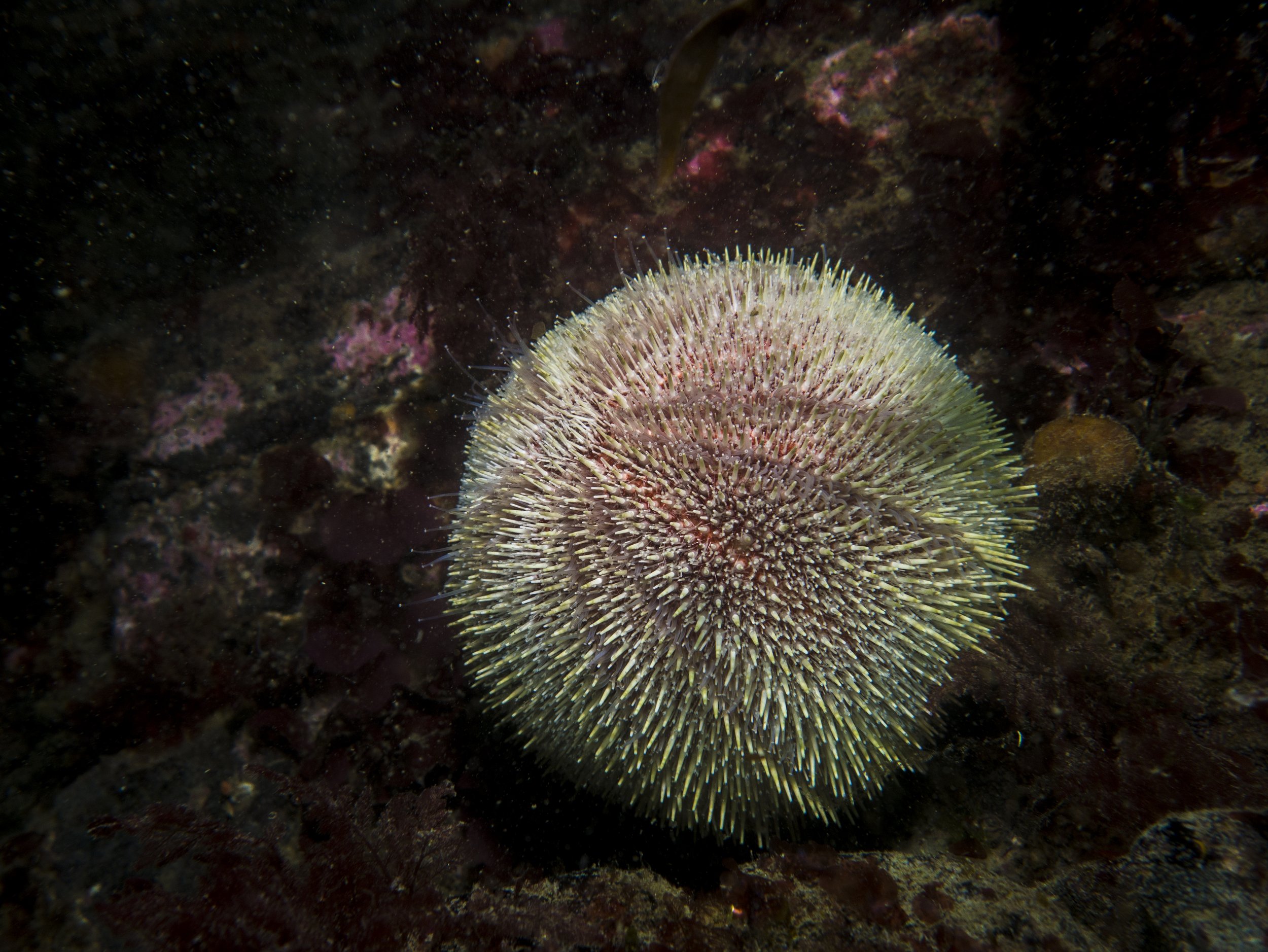 P8210341.jpg