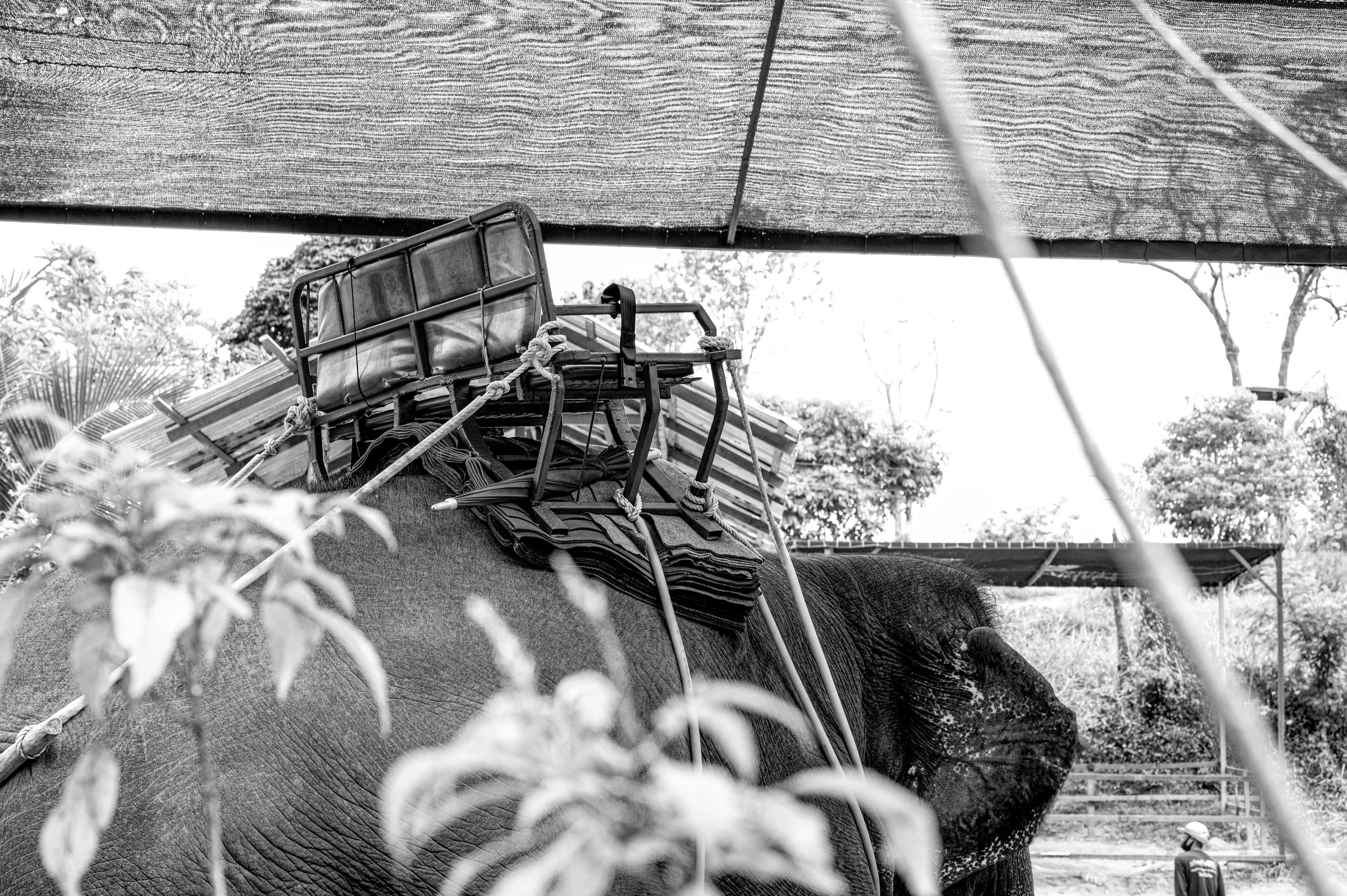 DSC_8892 bwcopy.jpg