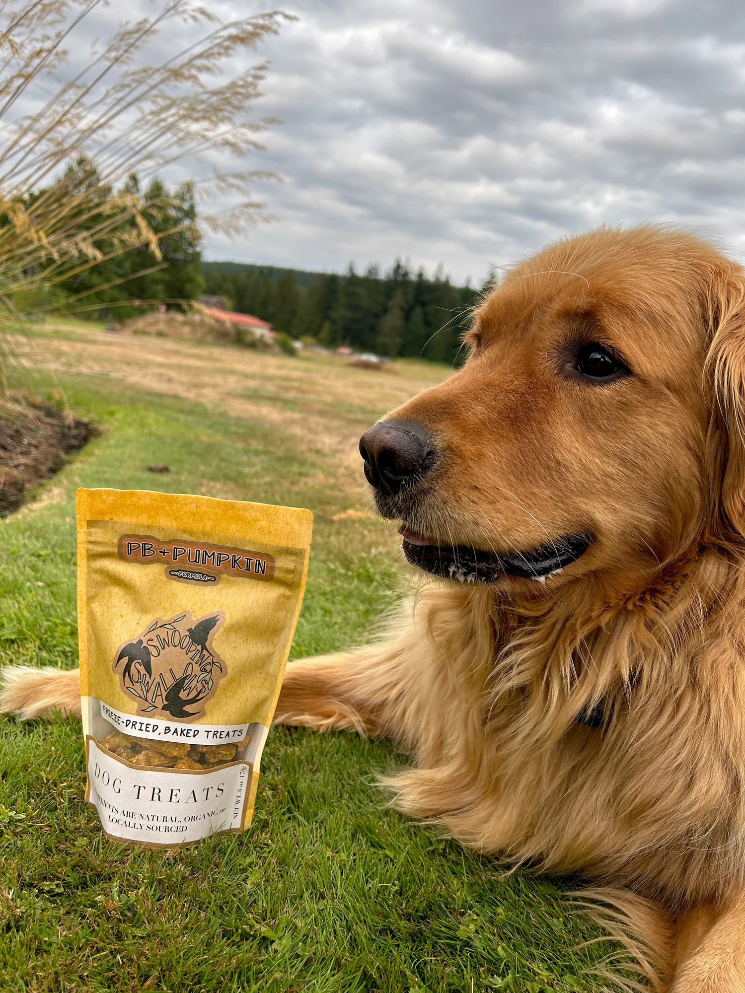 Pumpkin Puree Homemade Low Calorie Dog Treats Pumpkin Puree