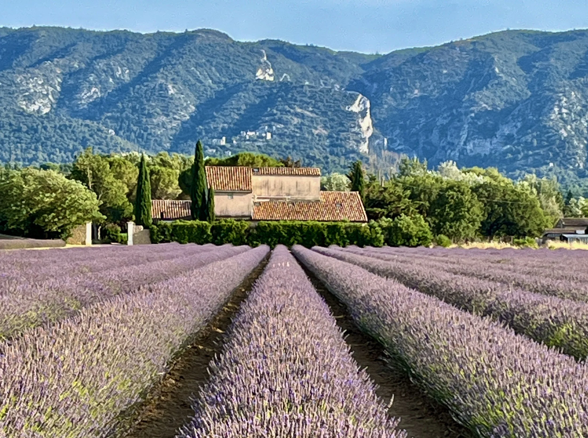 Lavender Fields Luberon Valley