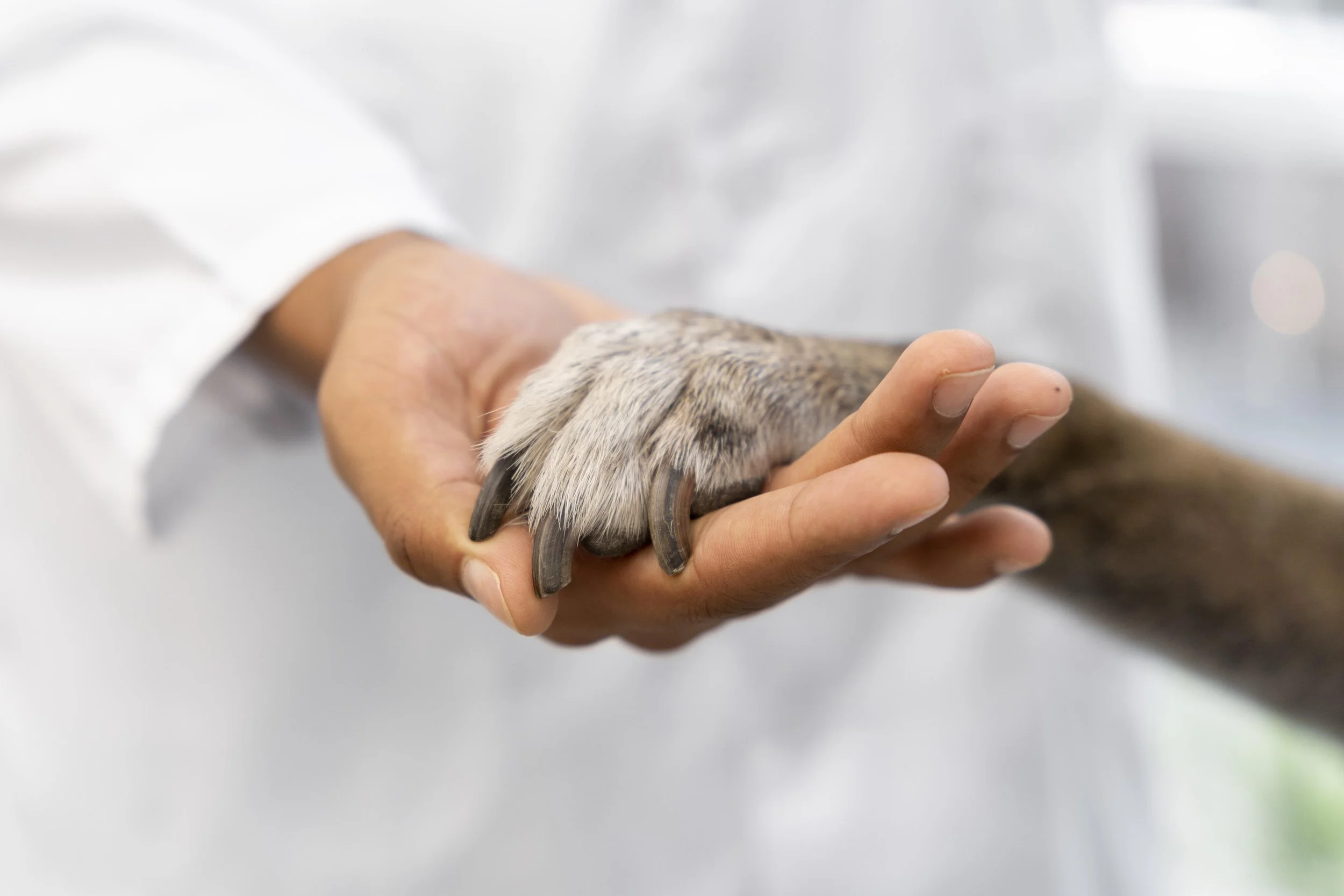 services-ranch-house-pet-med