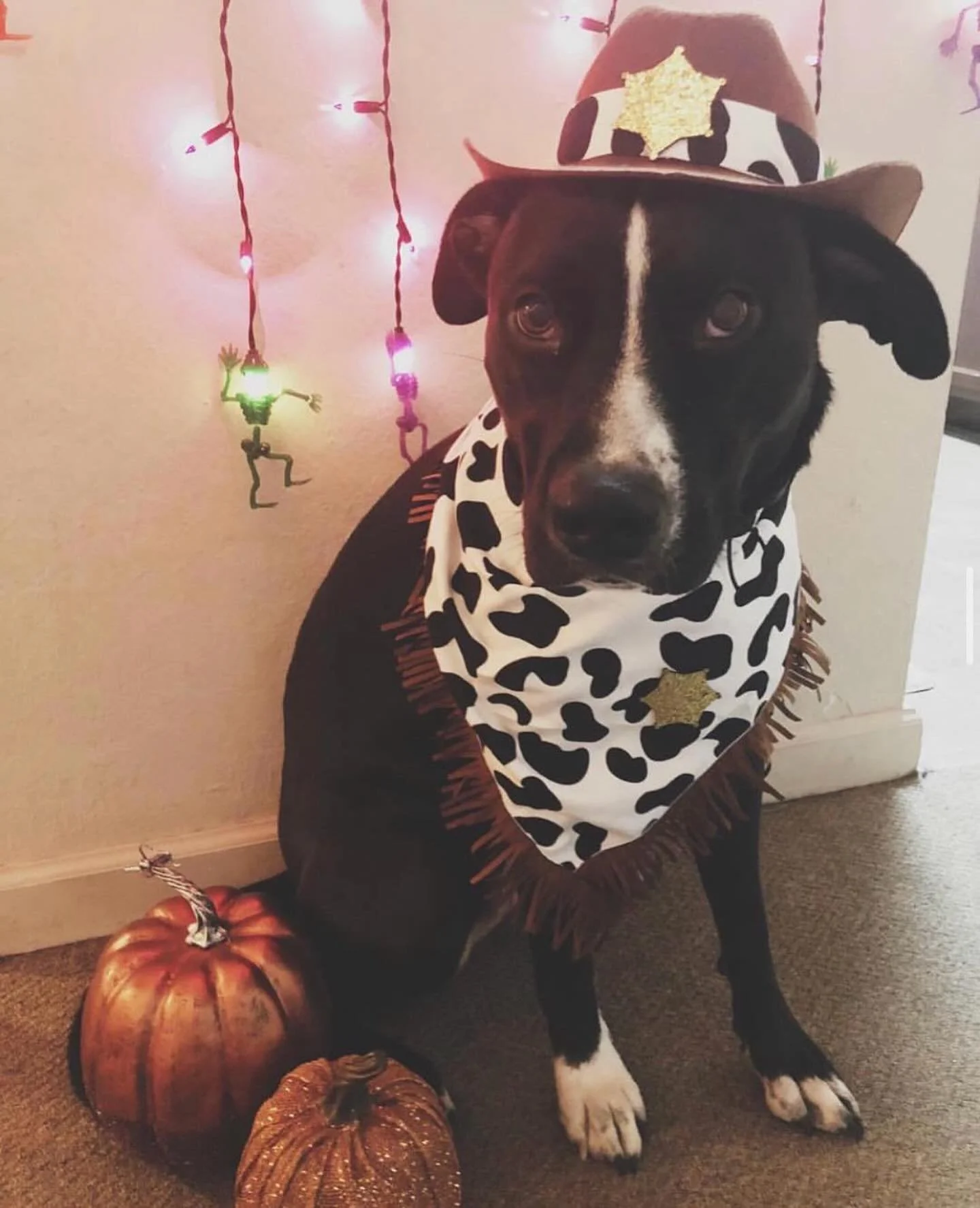 π» Show us your boo-tiful pets! πΎ Dress them up in their spookiest (or silliest) Halloween costumes and tag us or send in your pics for a chance to be featured! #HowlOween #spookypets