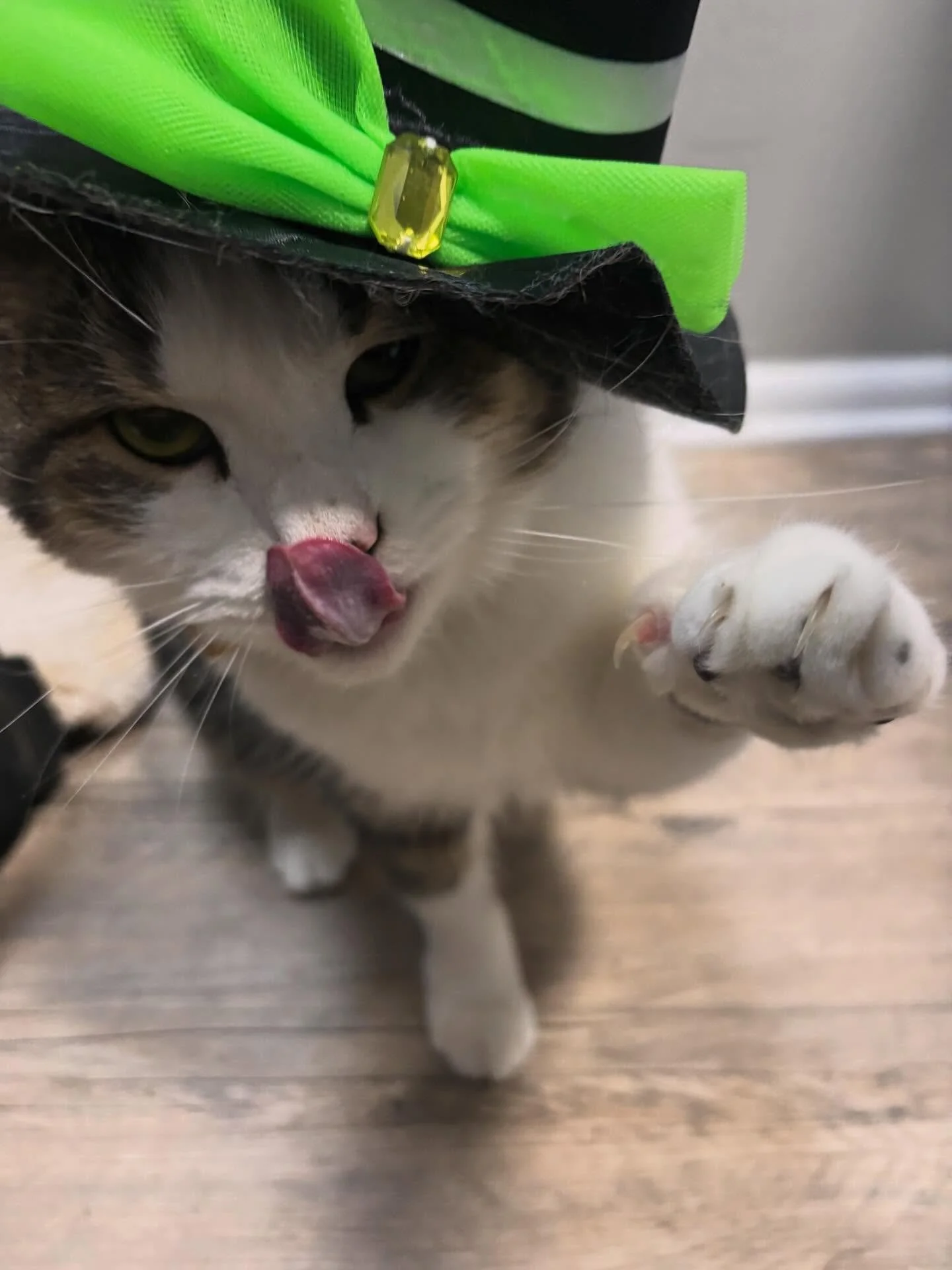 β οΈFLASH SALEβ οΈ 
Our little Monsters are ready for tricks and treats! π±π Celebrate Halloween with a sweet deal - Apply and Sign your lease by Nov.4th and enjoy 1 FREE month of parking for 26-27!! πβ¨ 
Don’t ghost this offer! π»
#HalloweenDe