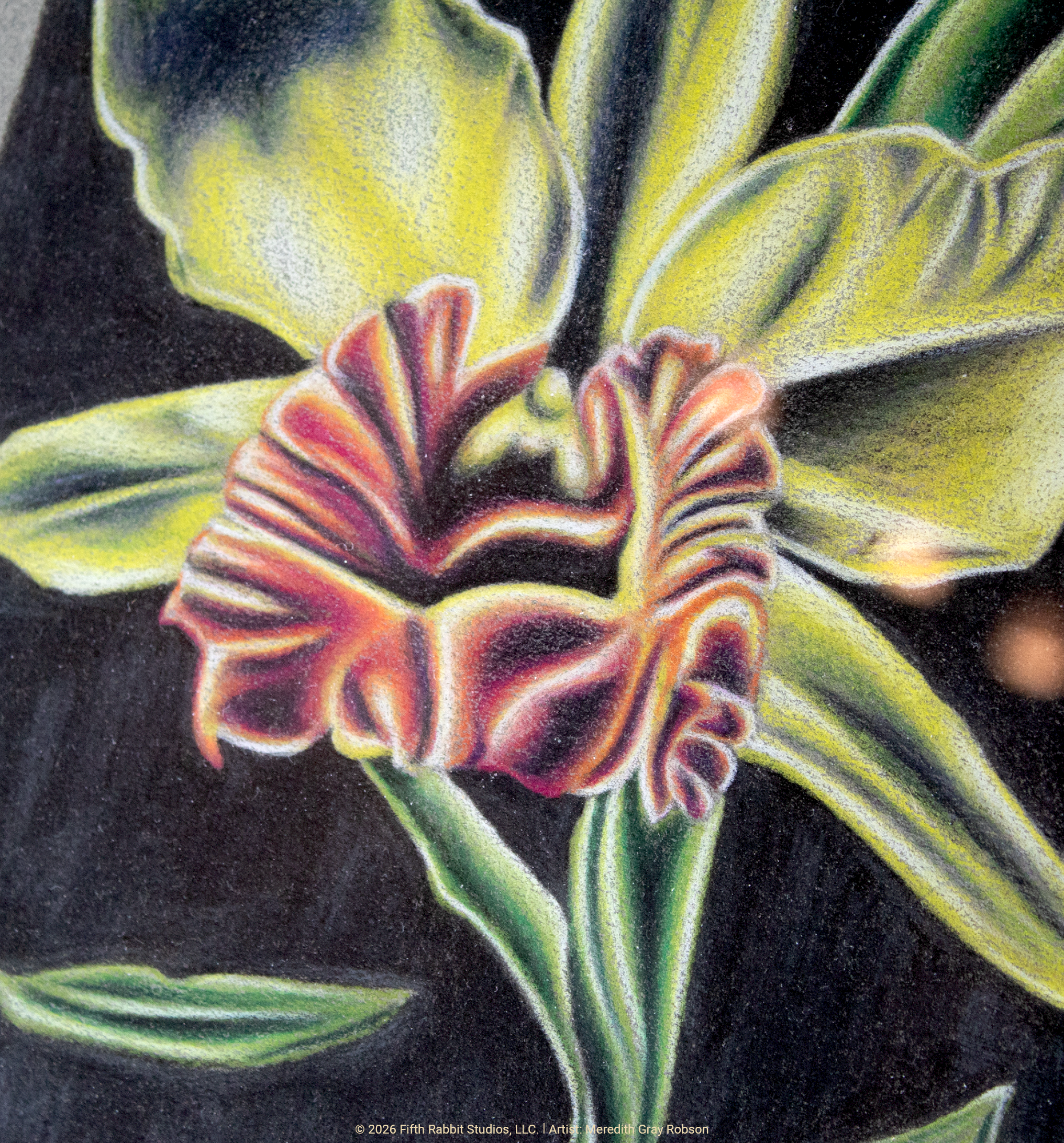 FR26Shop_OrchidInYellow2.png