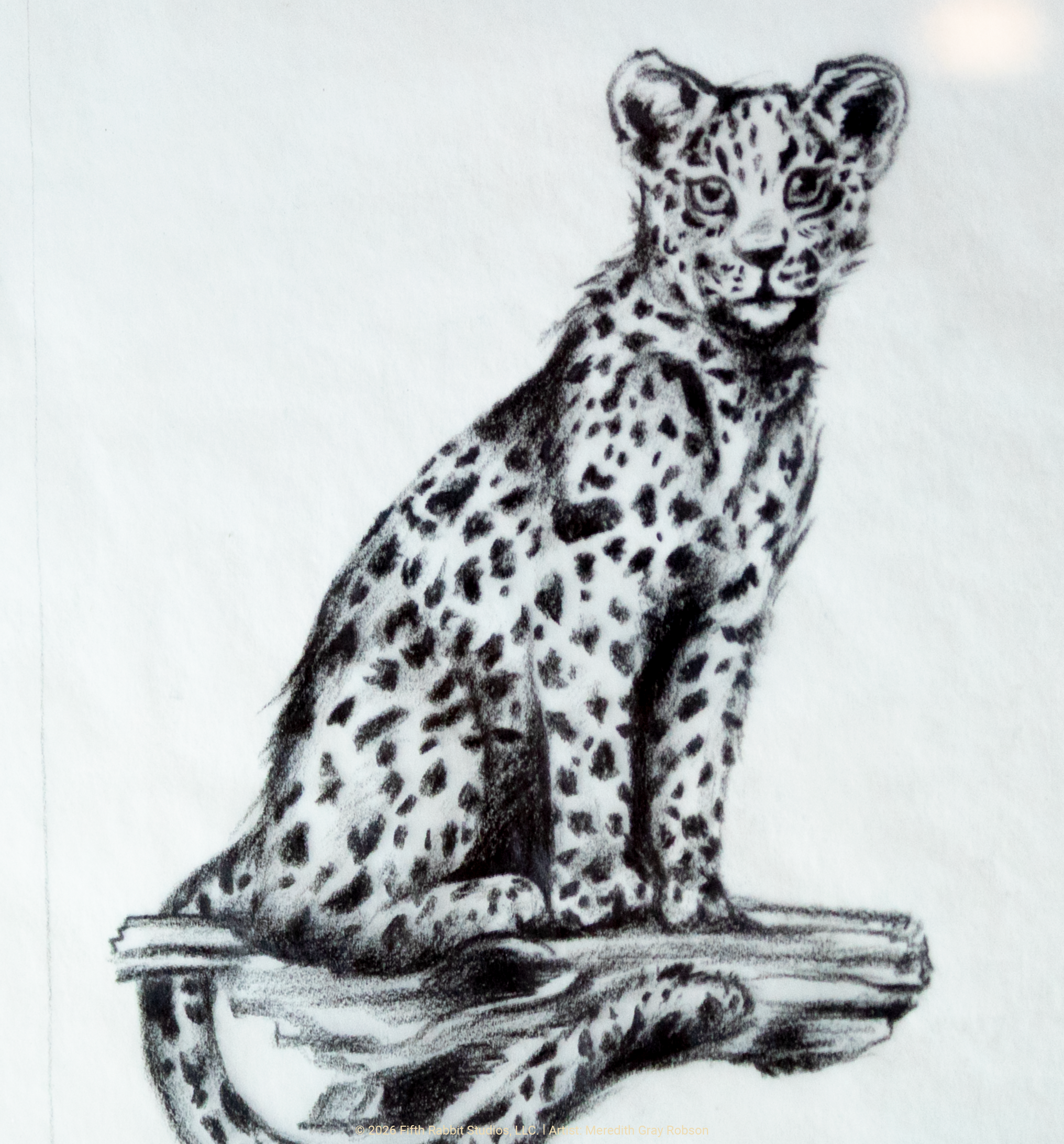 FR26Shop_CheetahSketch2.png