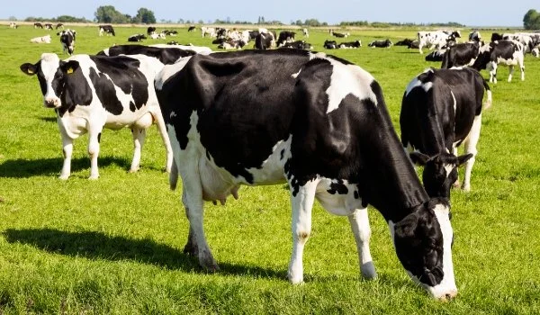 Gunther Answers: Why Do Cows Need Salt?