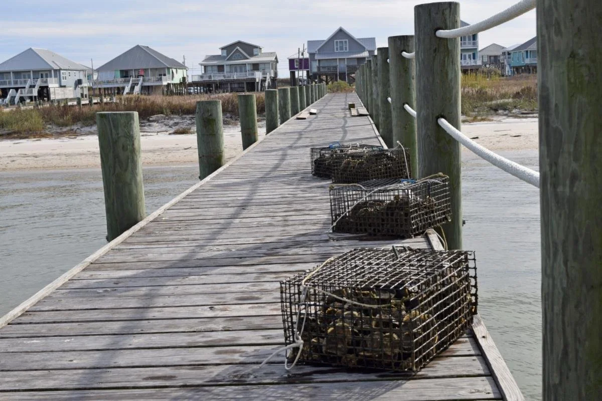 Growing the Bay Back: How Dock Owners Are Rebuilding Our Oyster Reefs