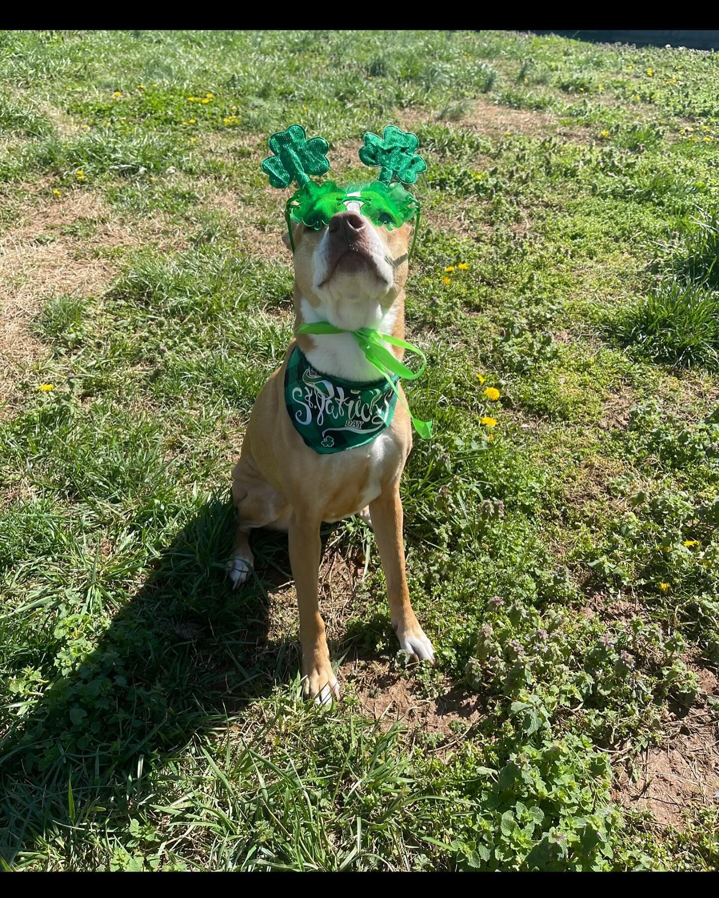 Happy Saint Patrick&rsquo;s Day from all the dogs &amp; humans at Buddy&rsquo;s! Be safe and enjoy the rest of your weekend! 

#saintpatricksday #dogs #dogtraining #dog #dogcostume #holiday #holidayfun #dogsofinstagram #dogtrainer #tennessee #photosh
