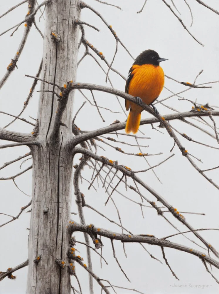 Baltimore Oriole - 16 x 12"