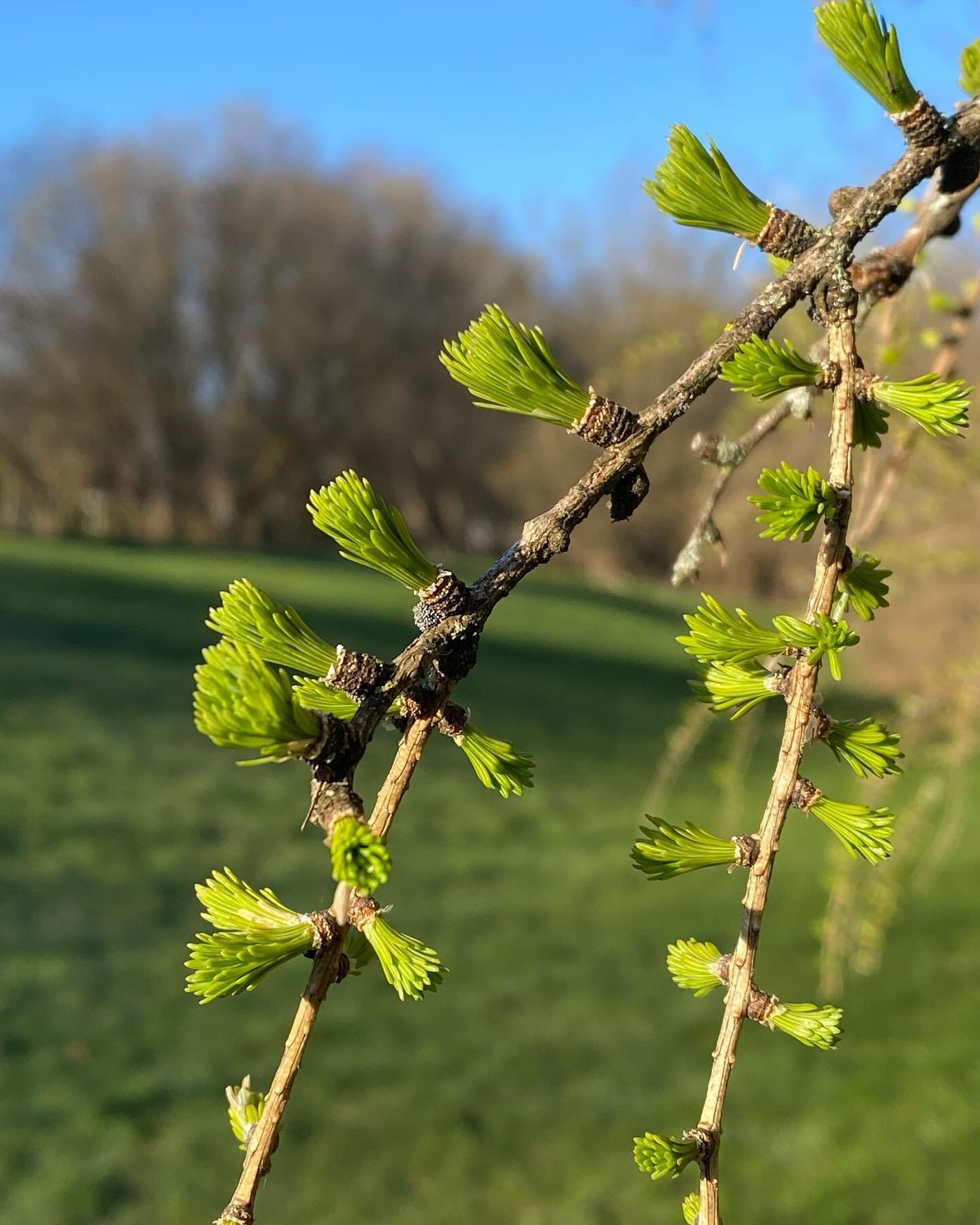 .
Promise. 

That&rsquo;s the word that resonated within as I saw these small buds. 

What might God&rsquo;s promise be for you this season? 

The one promise of God that I cling to (always!) is the one where God promises to be with us, to &ldquo;nev