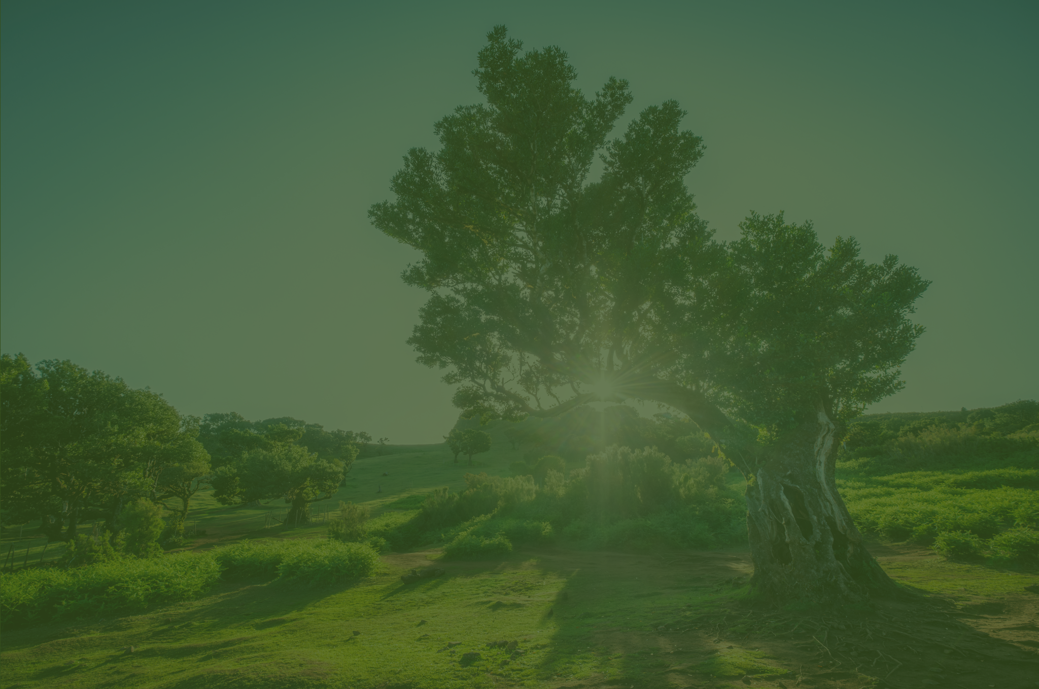 A large tree with a thick trunk and sprawling branches in a green landscape, with sunlight shining through the branches, and other smaller trees in the background.