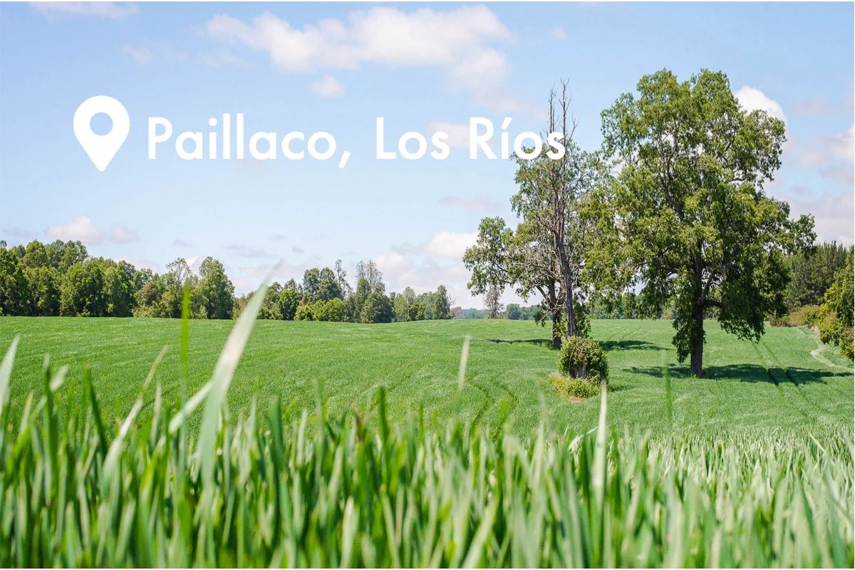 lomas del trebol pampas del sur.jpg