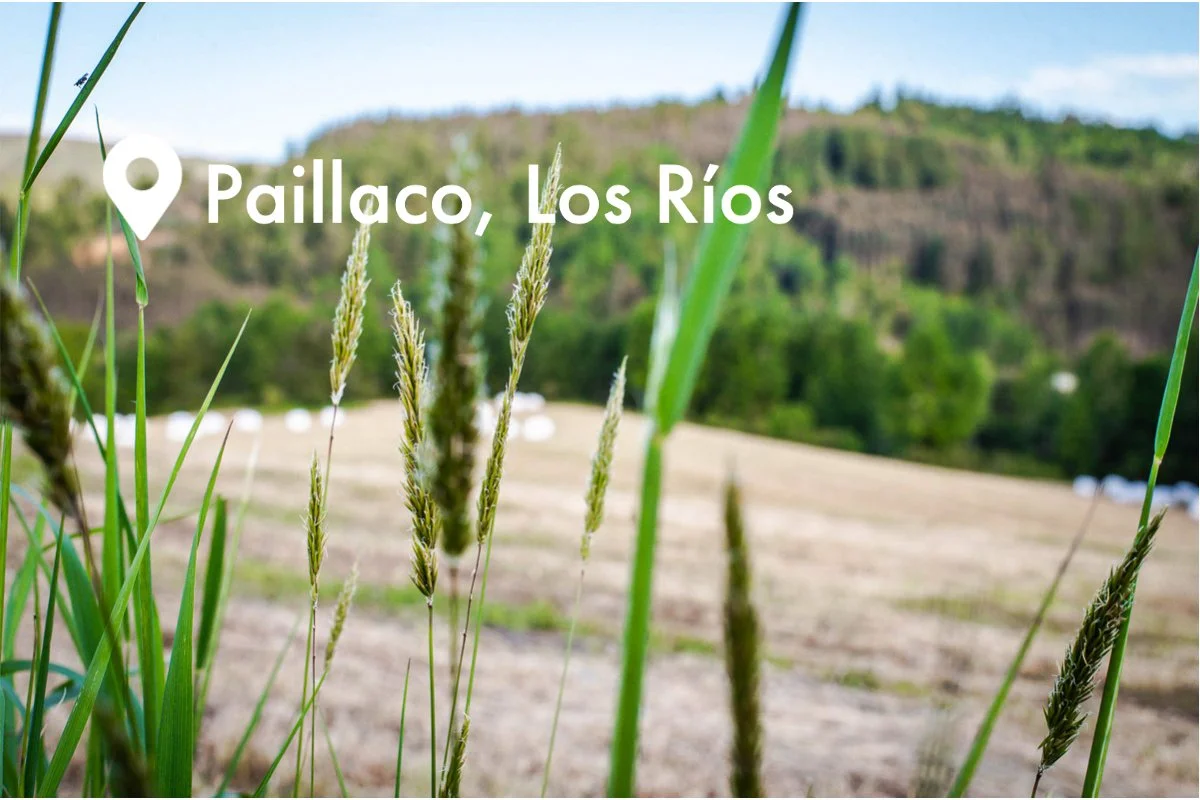 los cerezos pampas del sur.jpg