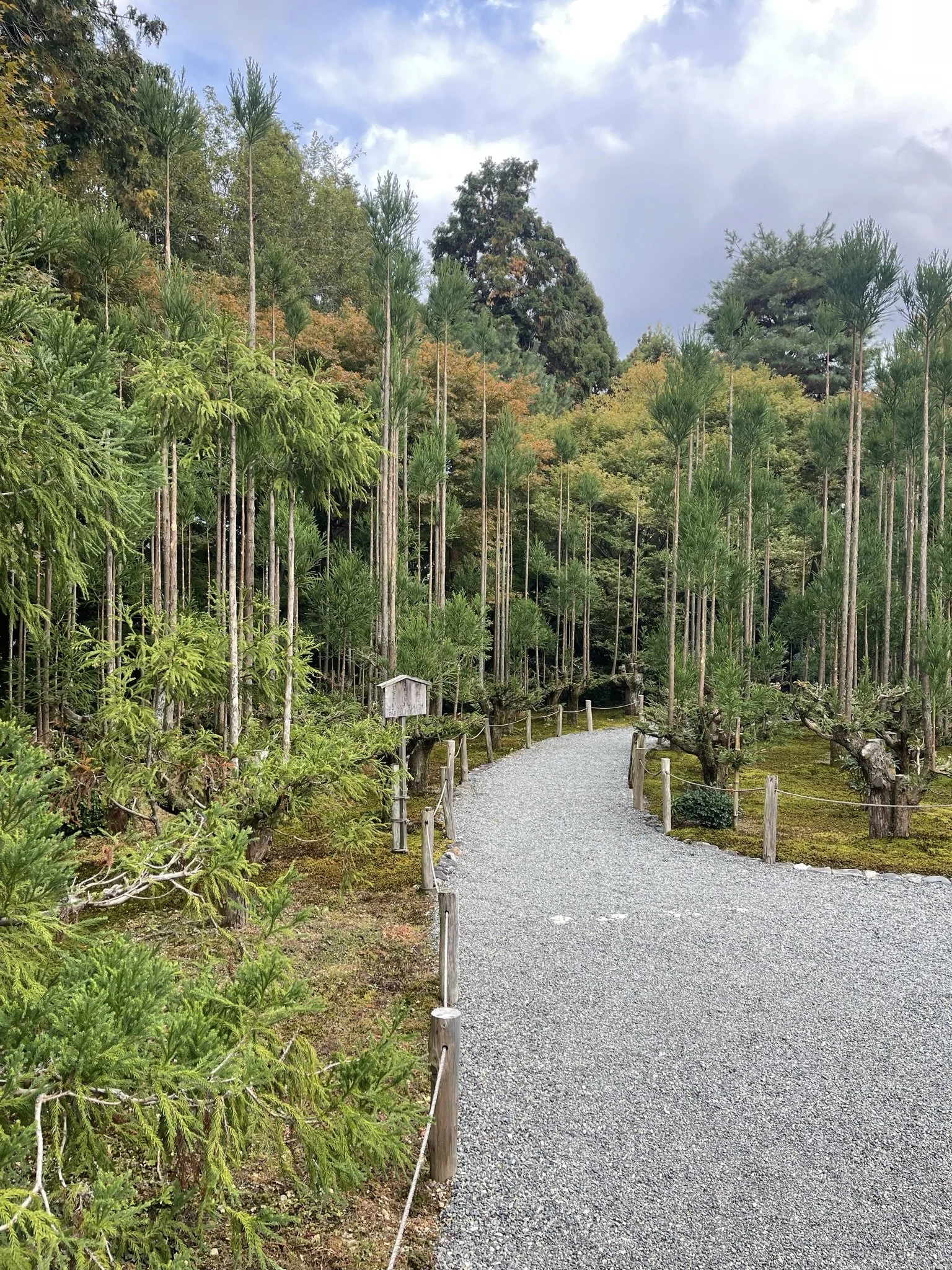 Pollarded Cryptomeria grove 