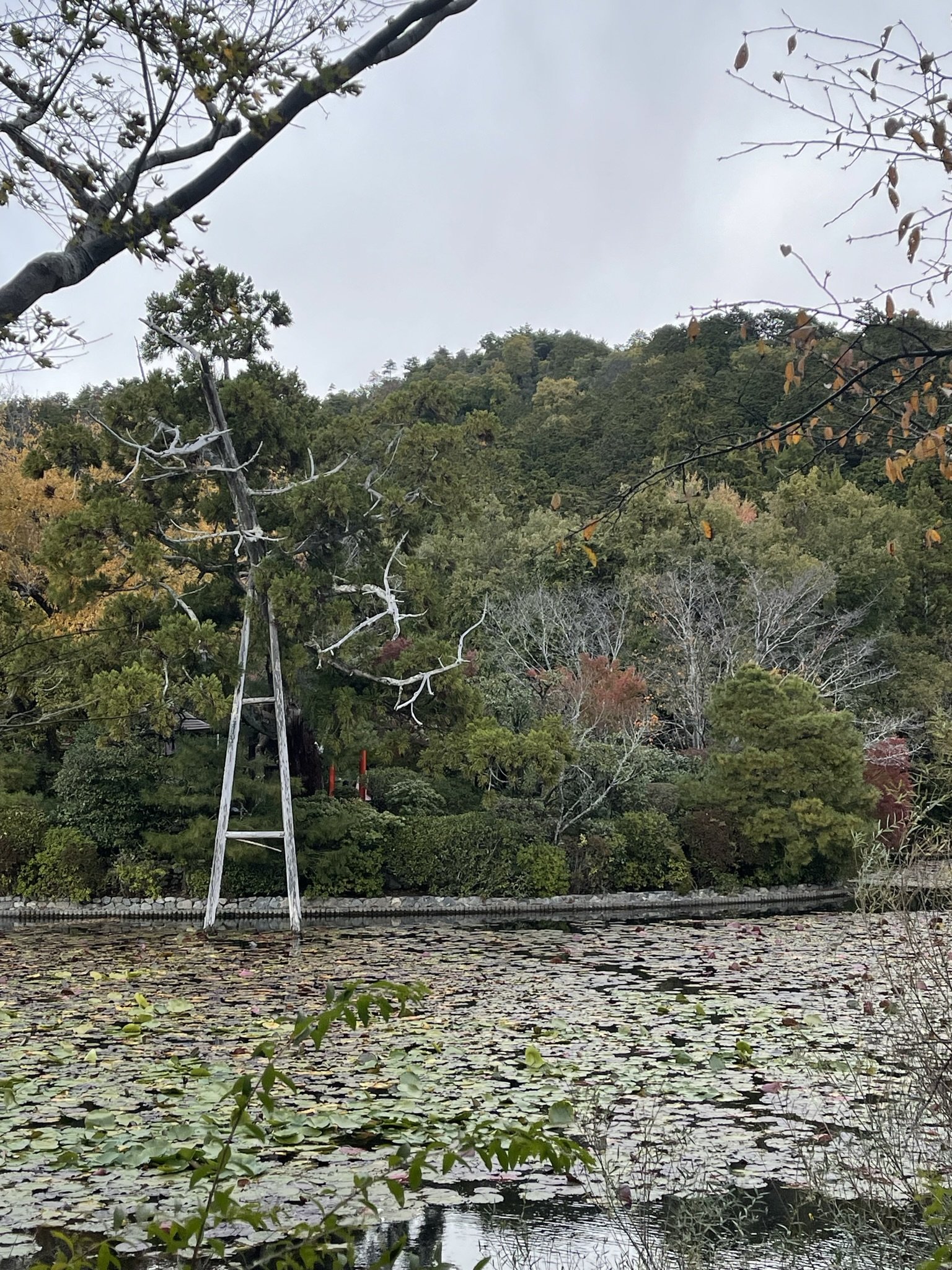 Enormous support for the ancient Cryptomeria
