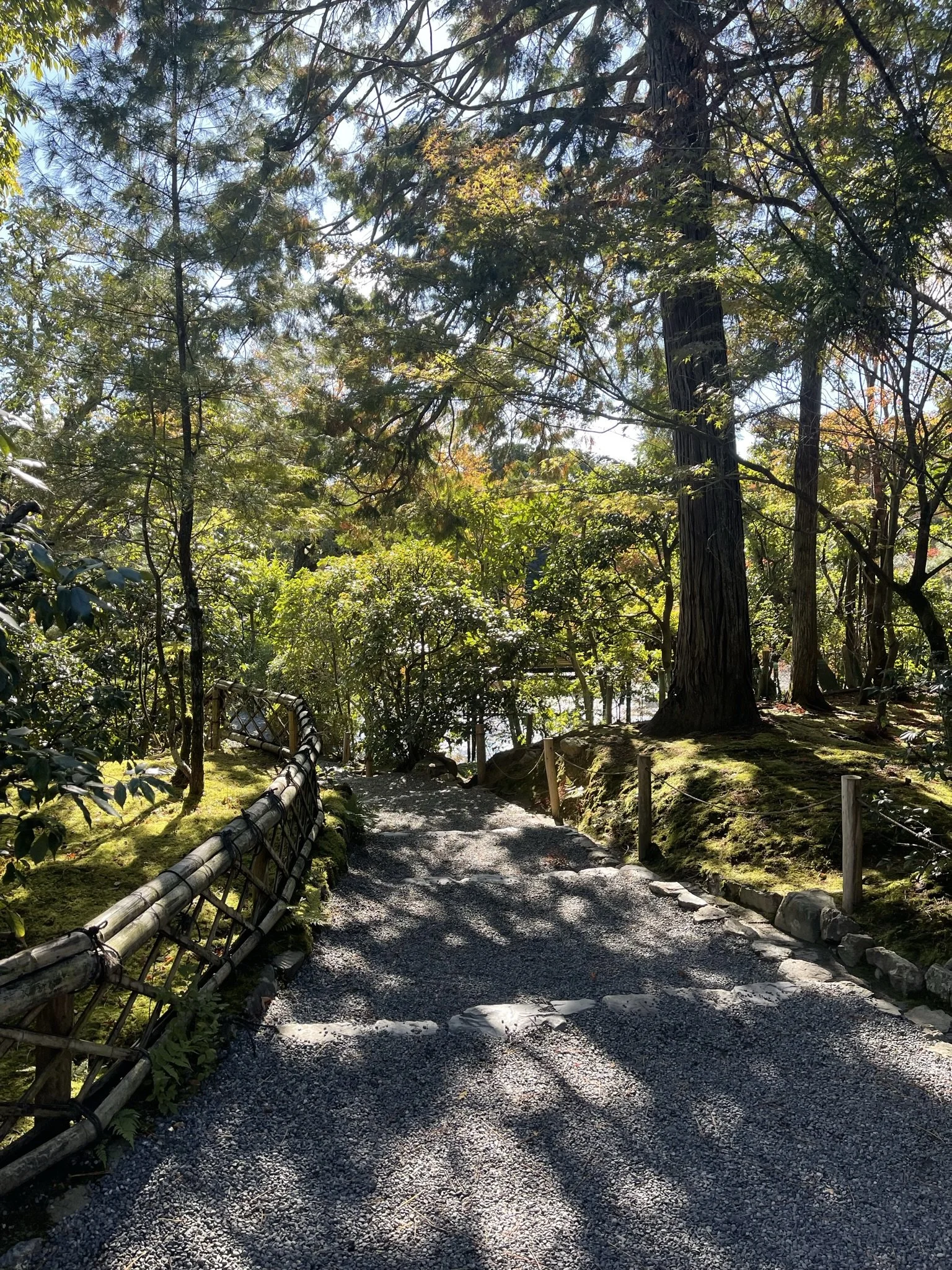 Shaded moss gardens 