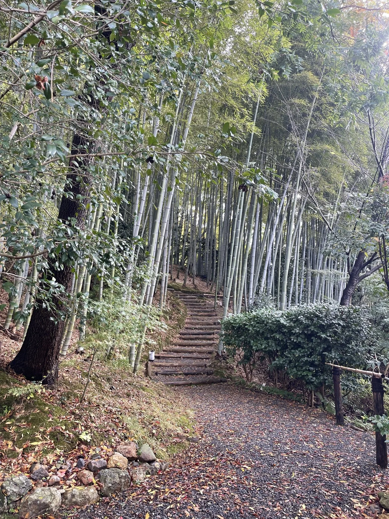 Portal into the bamboo grove