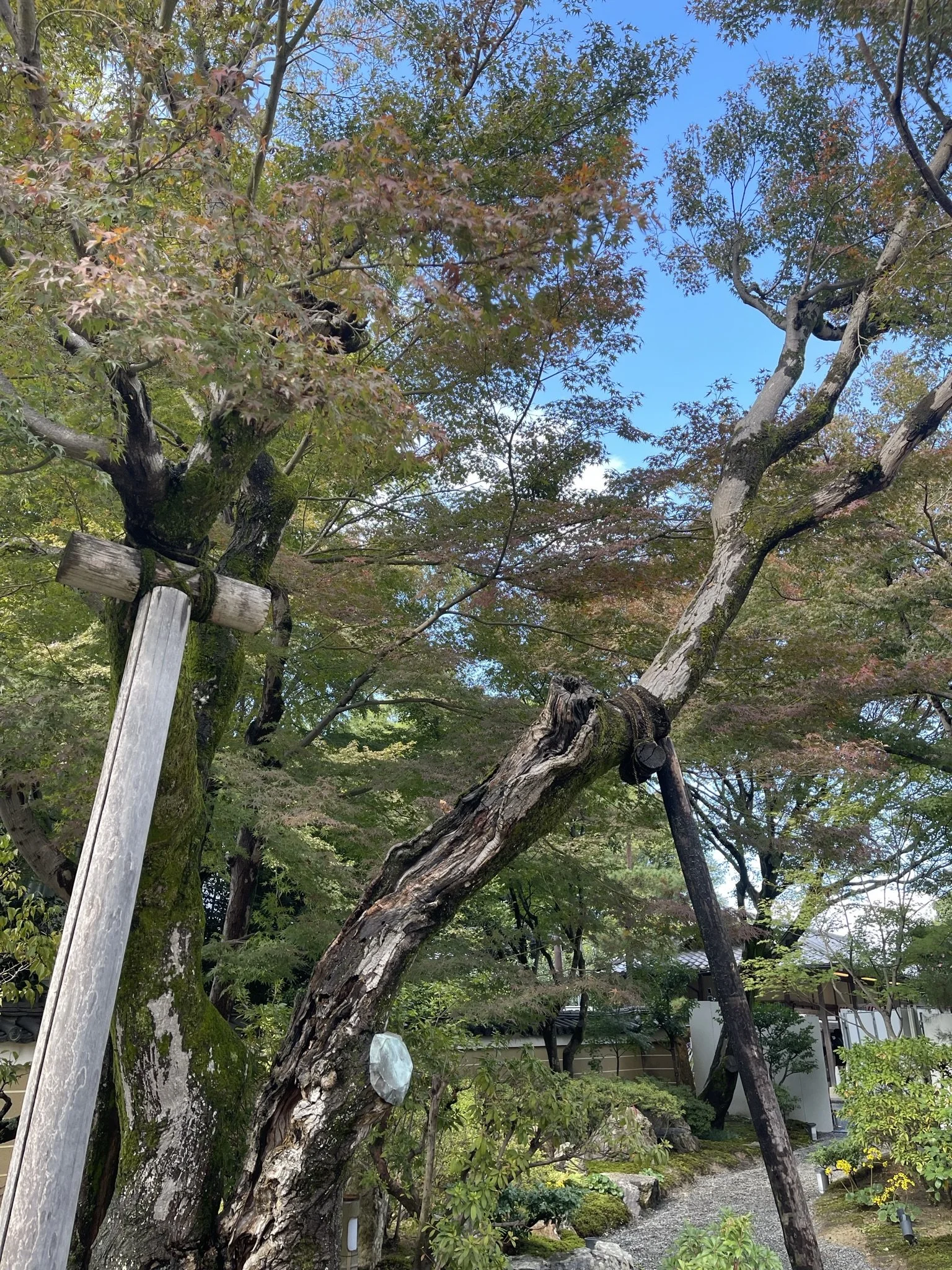 First encounter with the tree supports