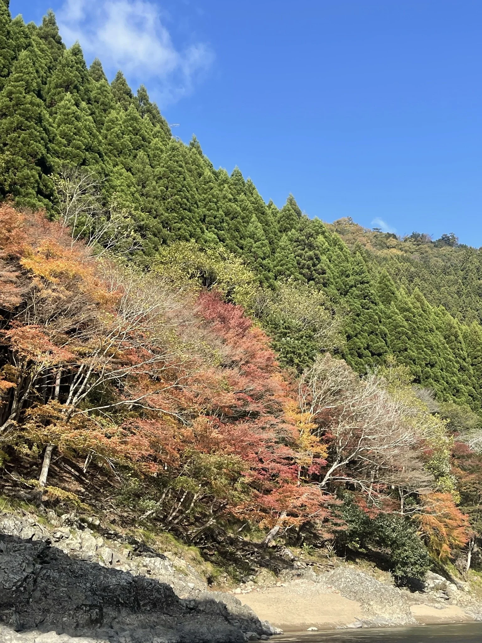 Maple + Cryptomeria Forests along Katsura River