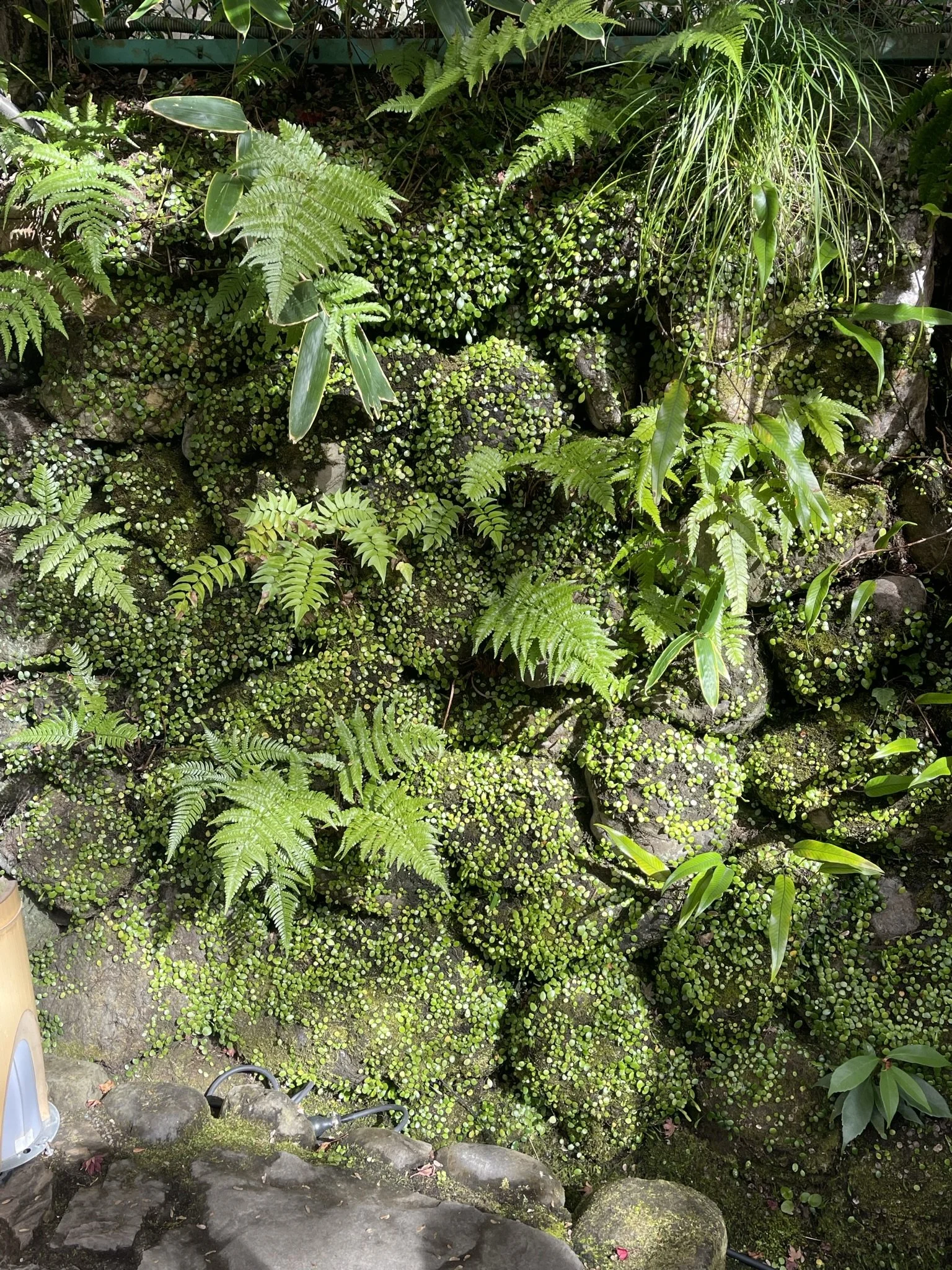 Fern grotto at the Yumesayai Studio 