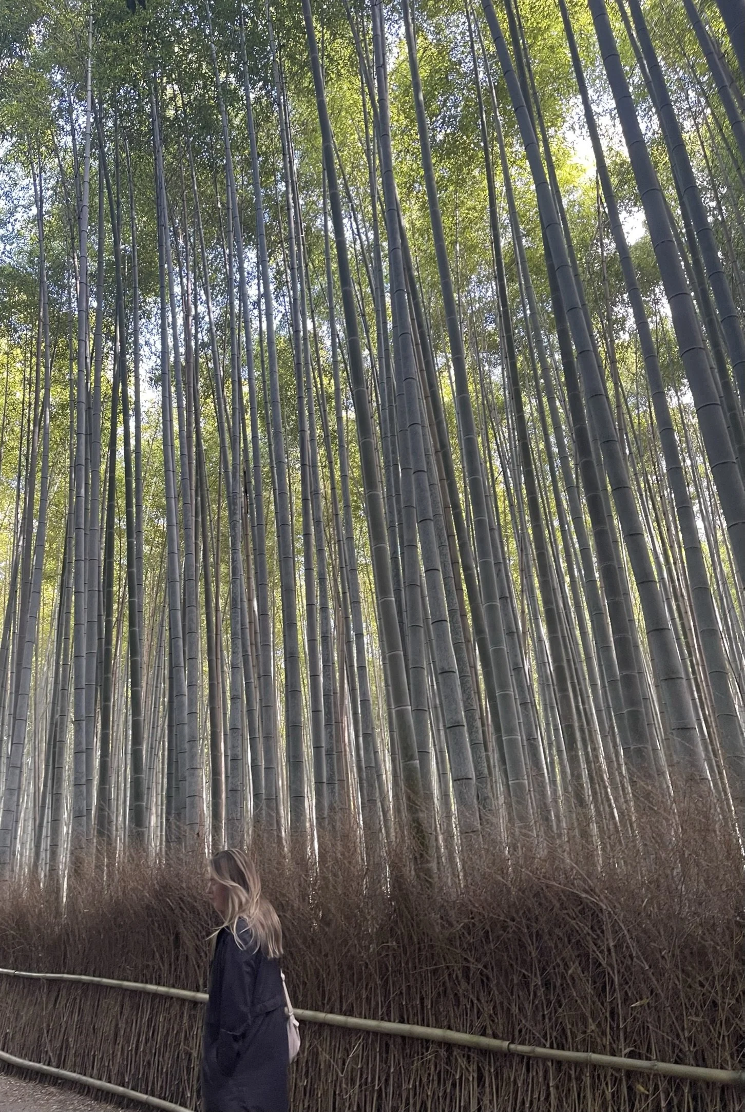 Blending into the Arashiyama Bamboo Forest