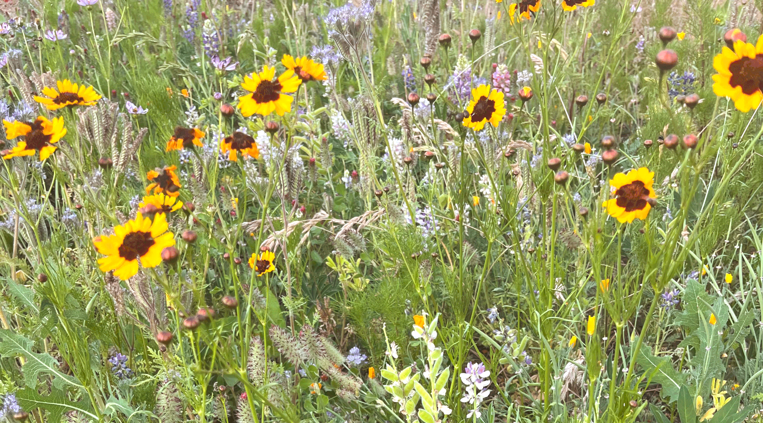losing the lawn: reducing and re-thinking conventional grass