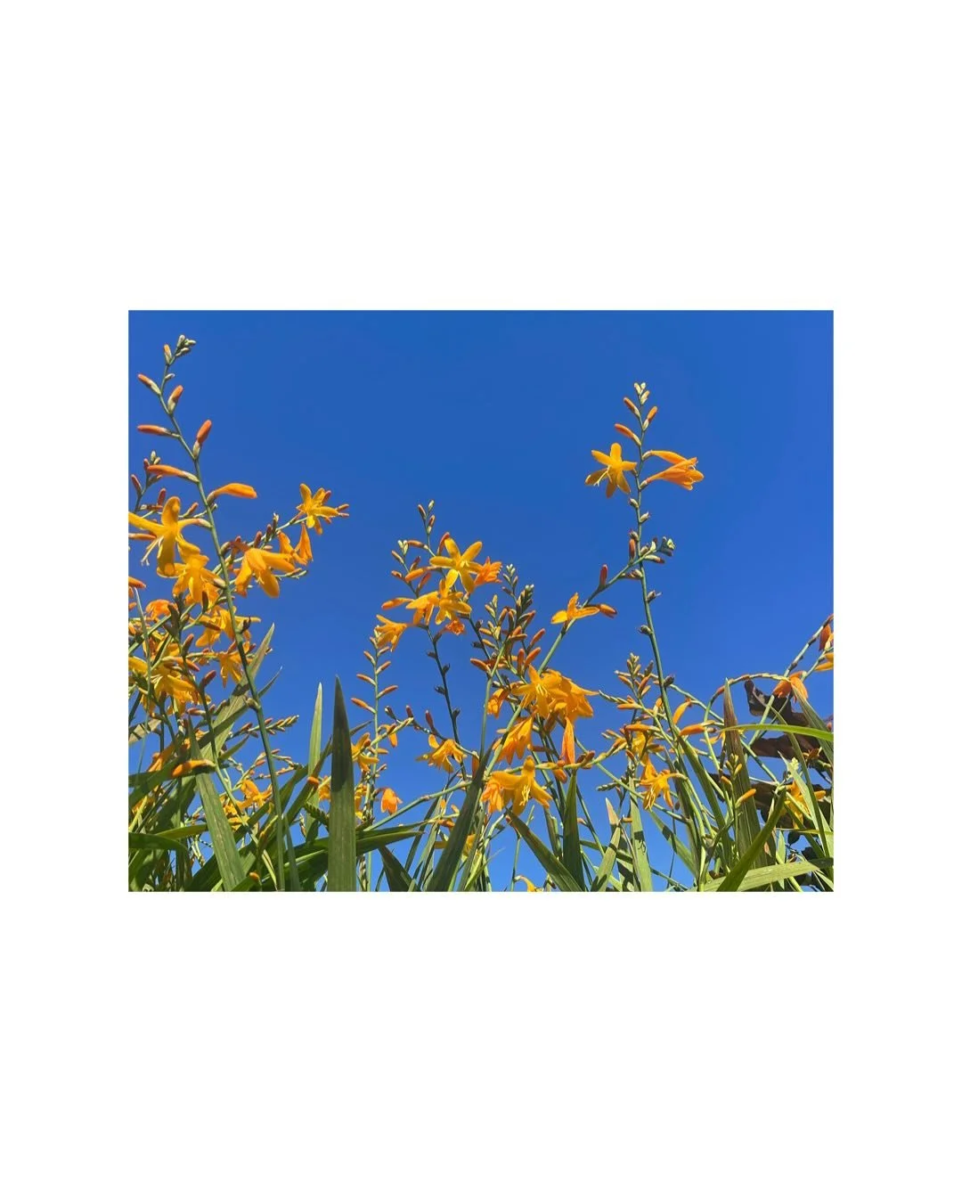 Some hot hot flower hues to match our heat wave. A few of what we’ve been loving lately and what’s been showing off in our gardens this year. 
Portland Oregon landscape architecture yarrow Agastache hummingbird mint dahlias Crocosmia per