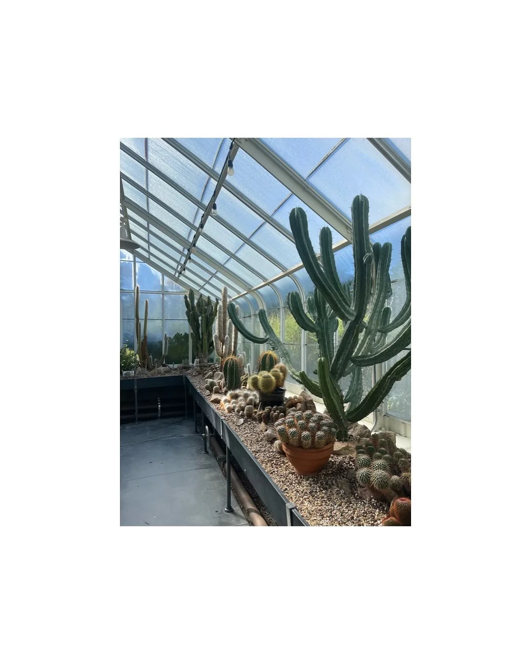 A few snippets from a pop in to Volunteer Park Conservatory for a tropical & desert escape. Always an incredible collection to explore and a must during our colder and wetter months ahead. Enjoy! 
Portland Oregon landscape architecture garden de