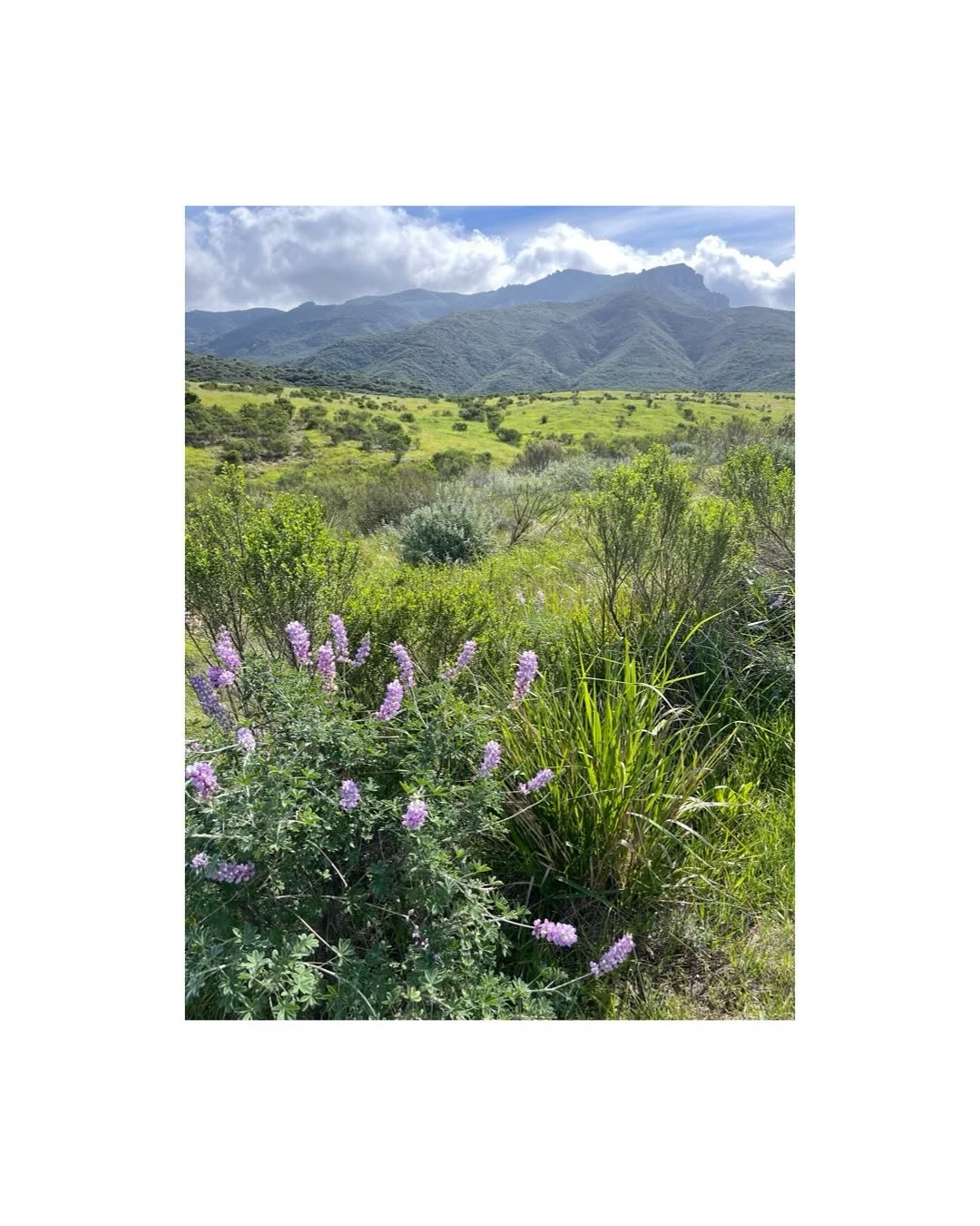 A recent sunshine respite in Southern California amidst the lupine bloom stoked our excitement of our soon-to-be perennial garden in the Northwest Hills. We&rsquo;ll be installing this native forward habitat gem in May just in time for the last of th