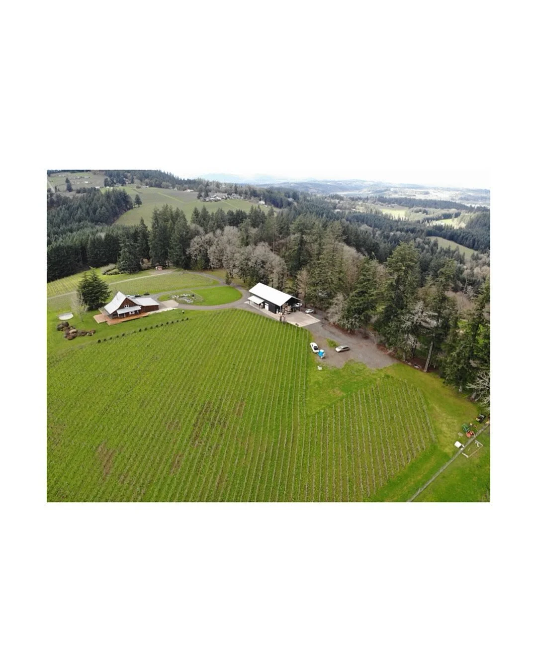 New landscape project on the horizon in the Dundee Hills. Weaving amidst the vines, woodland portals and oak savanna. Be on the lookout! 

#vineyardlandscape #willamettevalleyvineyards #regenerativelandscapes #nativereforestation