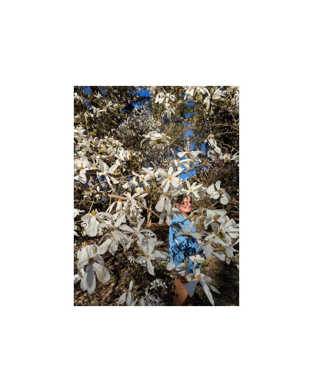 PSA the magnolia garden at the Hoyt Arboretum is popping! With its unique microclimate, it&rsquo;s always a bit behind the flatlands of Portland which makes it an ideal time to visit in the next week or so. The large darker tulip magnolias have yet t