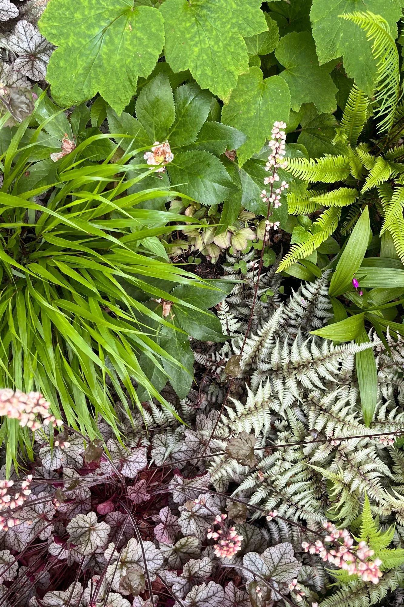 shade-garden-texture-heuchera.jpg