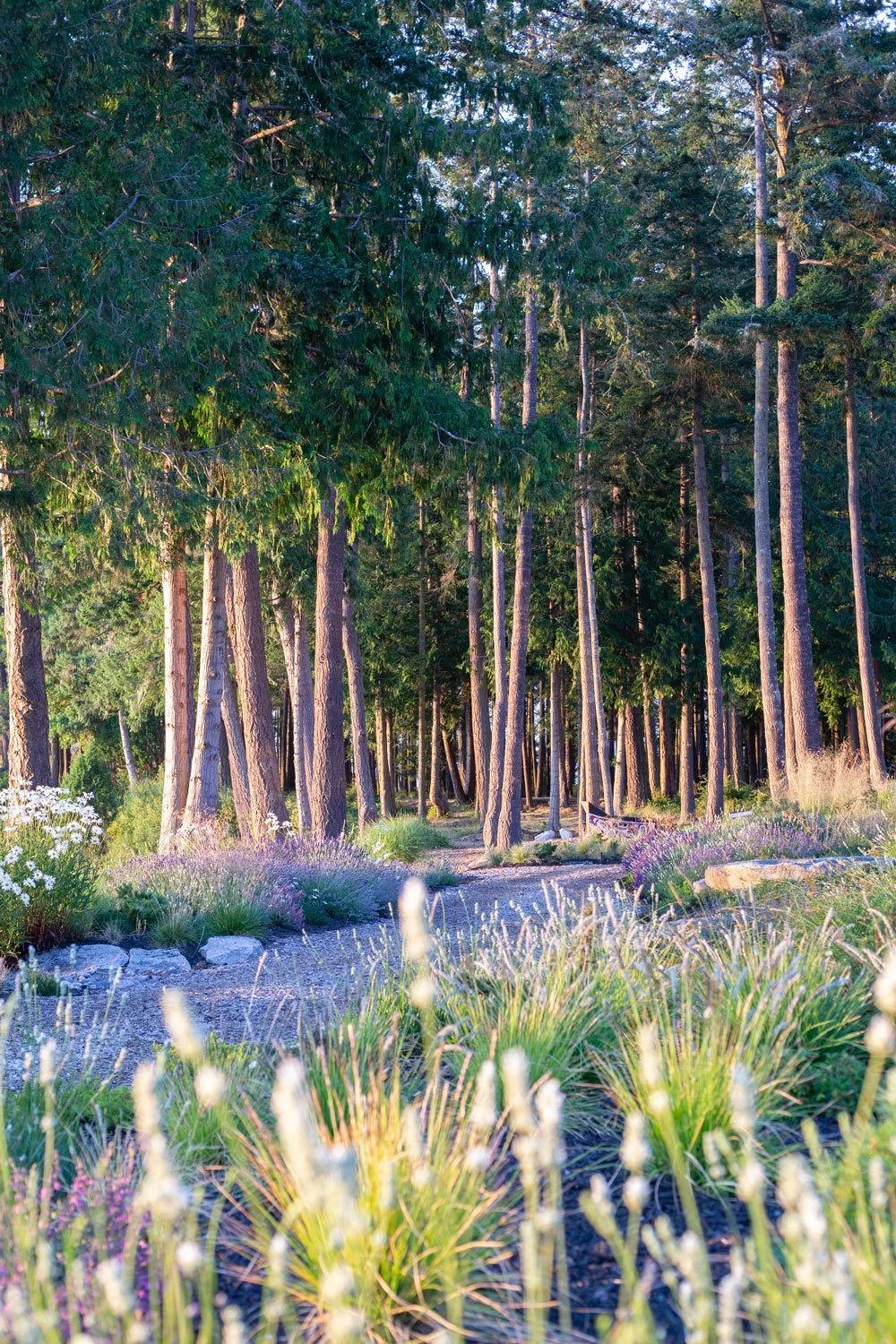 pacific-northwest-forest-landscape.jpg