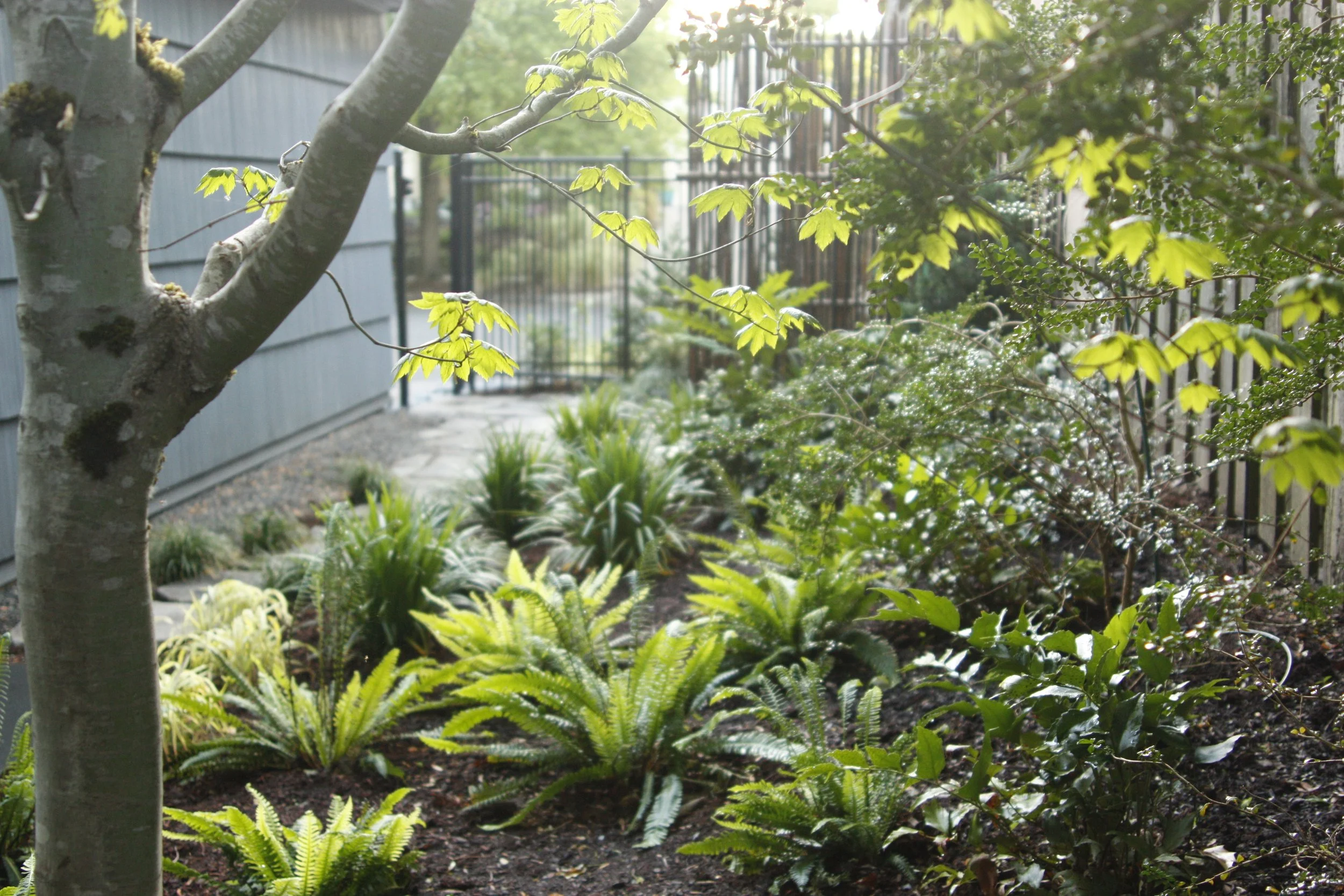 lookout landscape architecture_portland oregon_landscape design_shade garden_zen_modern.JPG