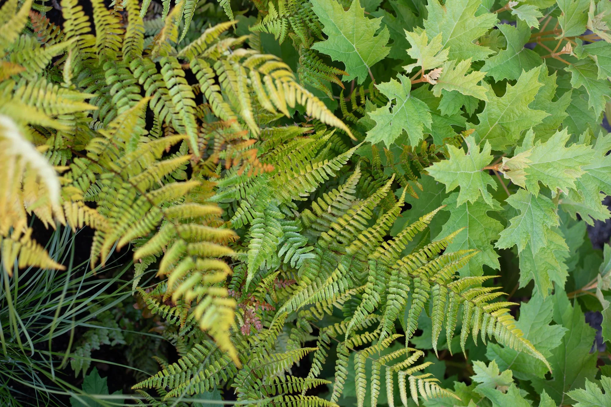 shade-garden-ferns-hydrangea.jpg