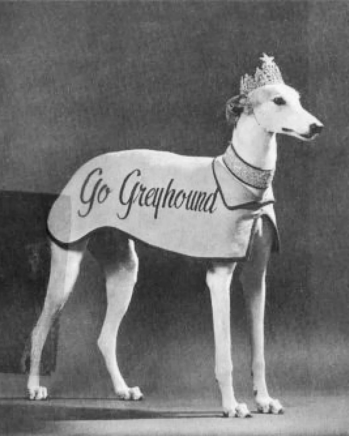 Lady Greyhound, the Audrey Hepburn of dogs 🚍🦴💎

For nine years, Lady Greyhound was the glamorous spokesdog of The Greyhound Bus Company. She opened stations by nibbling through ribbons made of dog biscuits, traveled in tailored coats and mufflers,