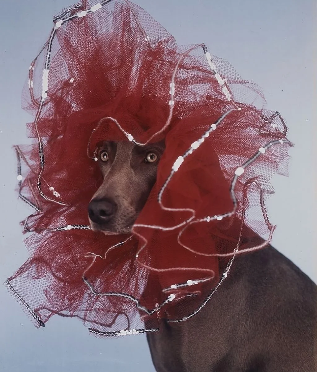 Wegman Christmas 💝