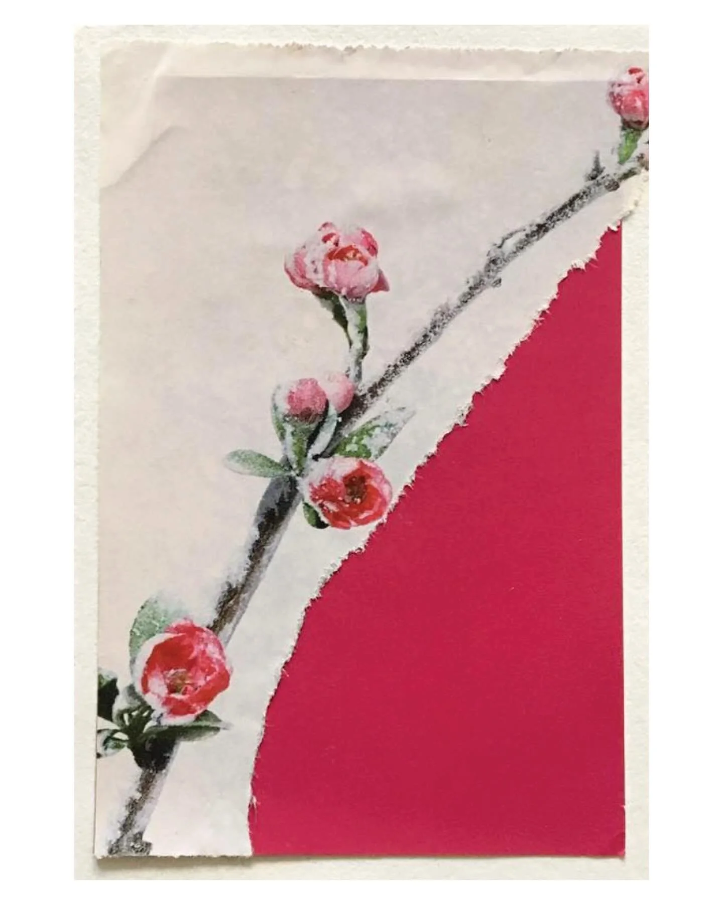 A few chilly collages 🌹❄️🧤