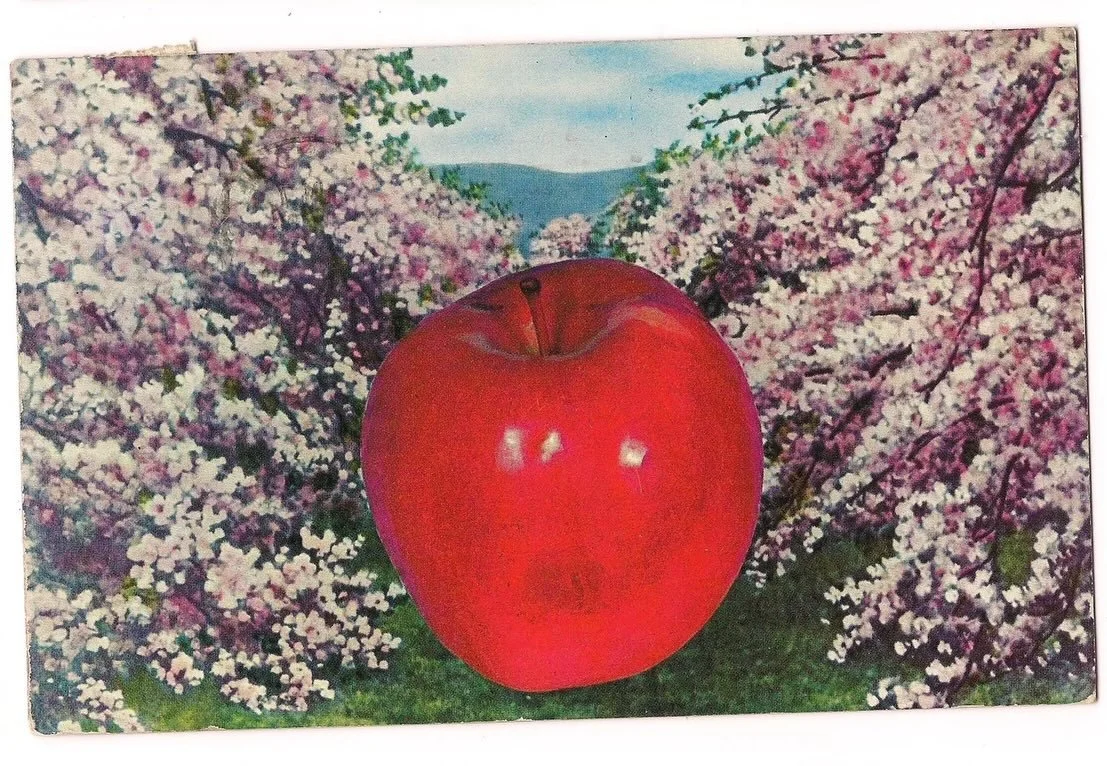 🗓️📫🌸 greetings from blossom season 🌸💌🤍

First postcard image via eBay