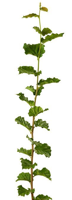 Theta_Rootstock_web-final_OFYYvzu.width-400.jpg