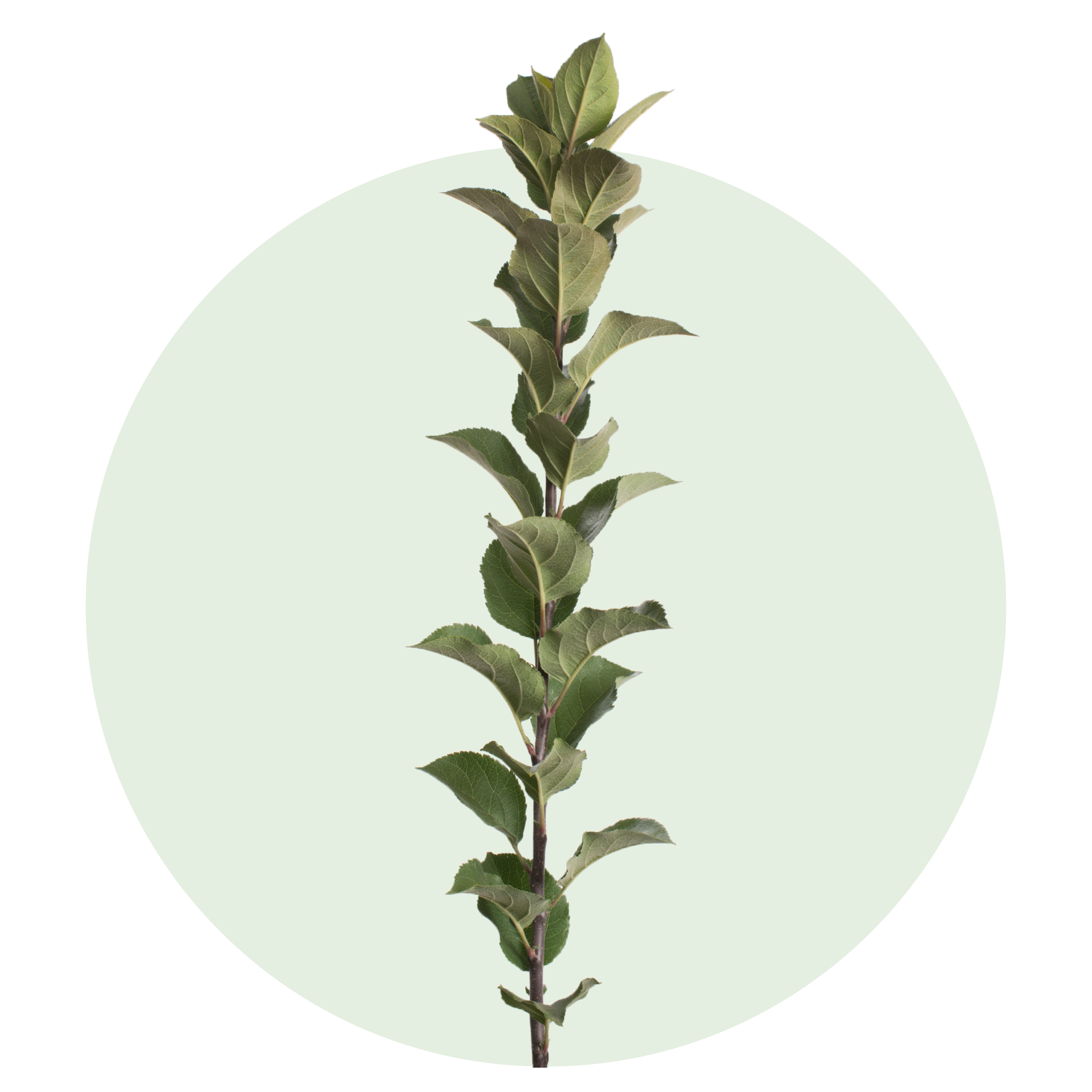 Treco-emla26-028A.png