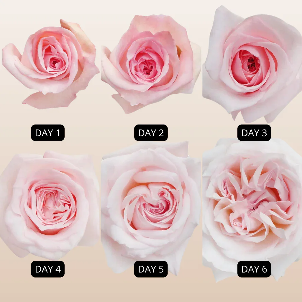 PinkO_haraGardenRoses_3_1024x1024.png.webp (Copie)