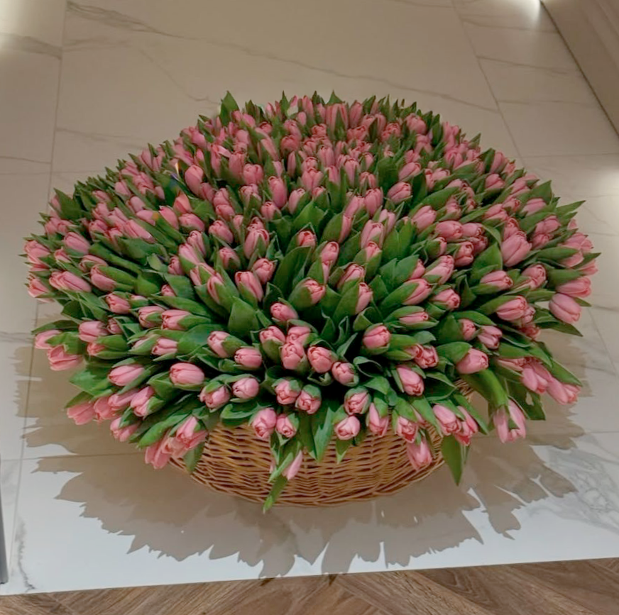500 Тюльпанов Ace Pink в Корзине